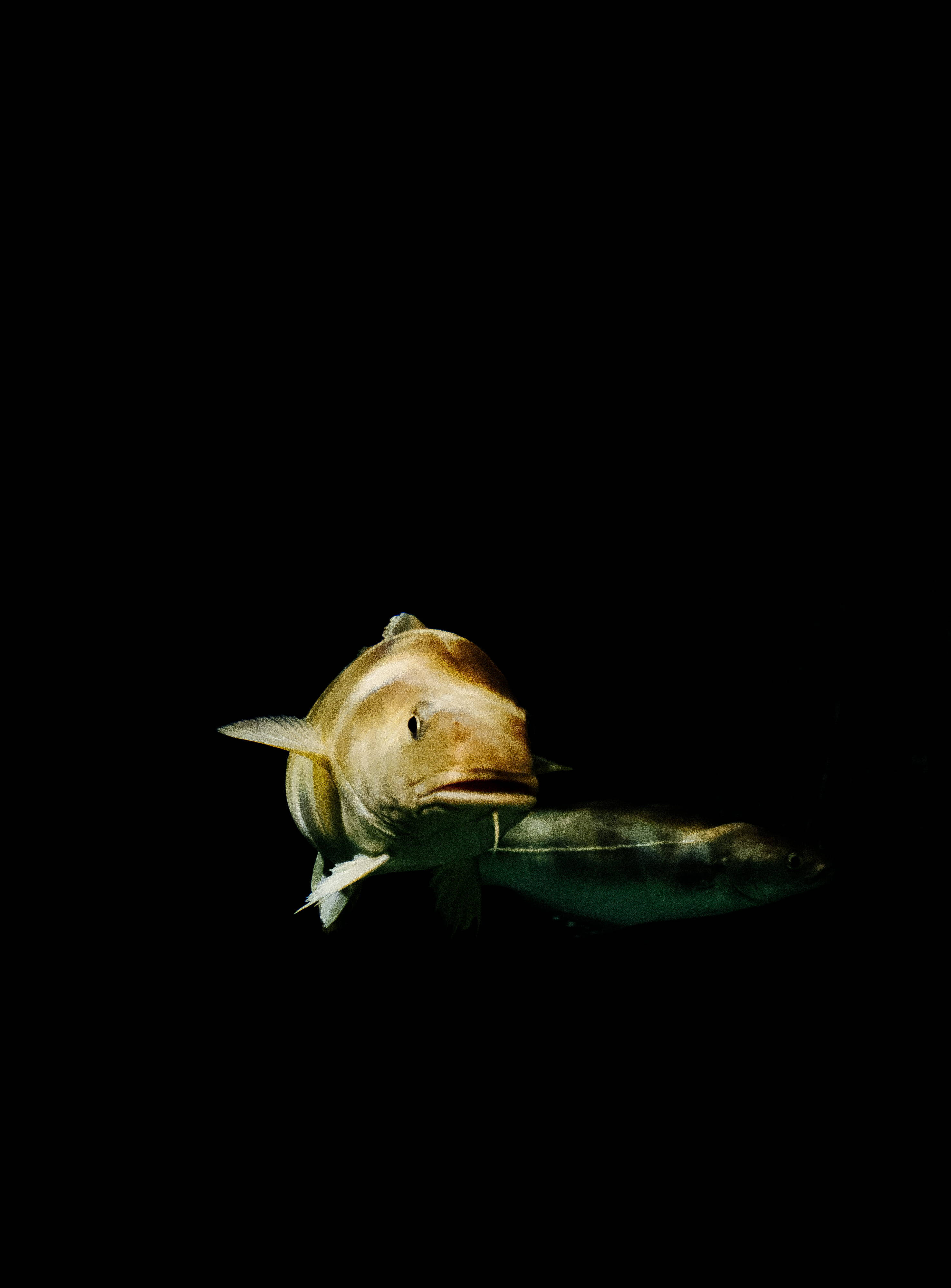 黑暗中的_cod魚 壁紙 — 一條淡黃色身體的大魚在漆黑背景中向前游動，另一條較暗的魚緊隨其後。