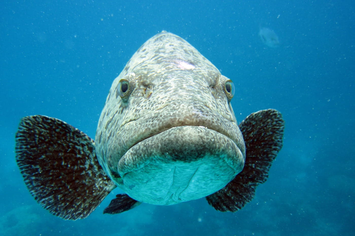 _cod魚正面 壁紙 — 一張大型斑點魚在水底近距離拍攝的照片，魚兒直視鏡頭，身上有紋理鱗片和深色魚鰭，背景是清澈的藍色海水。