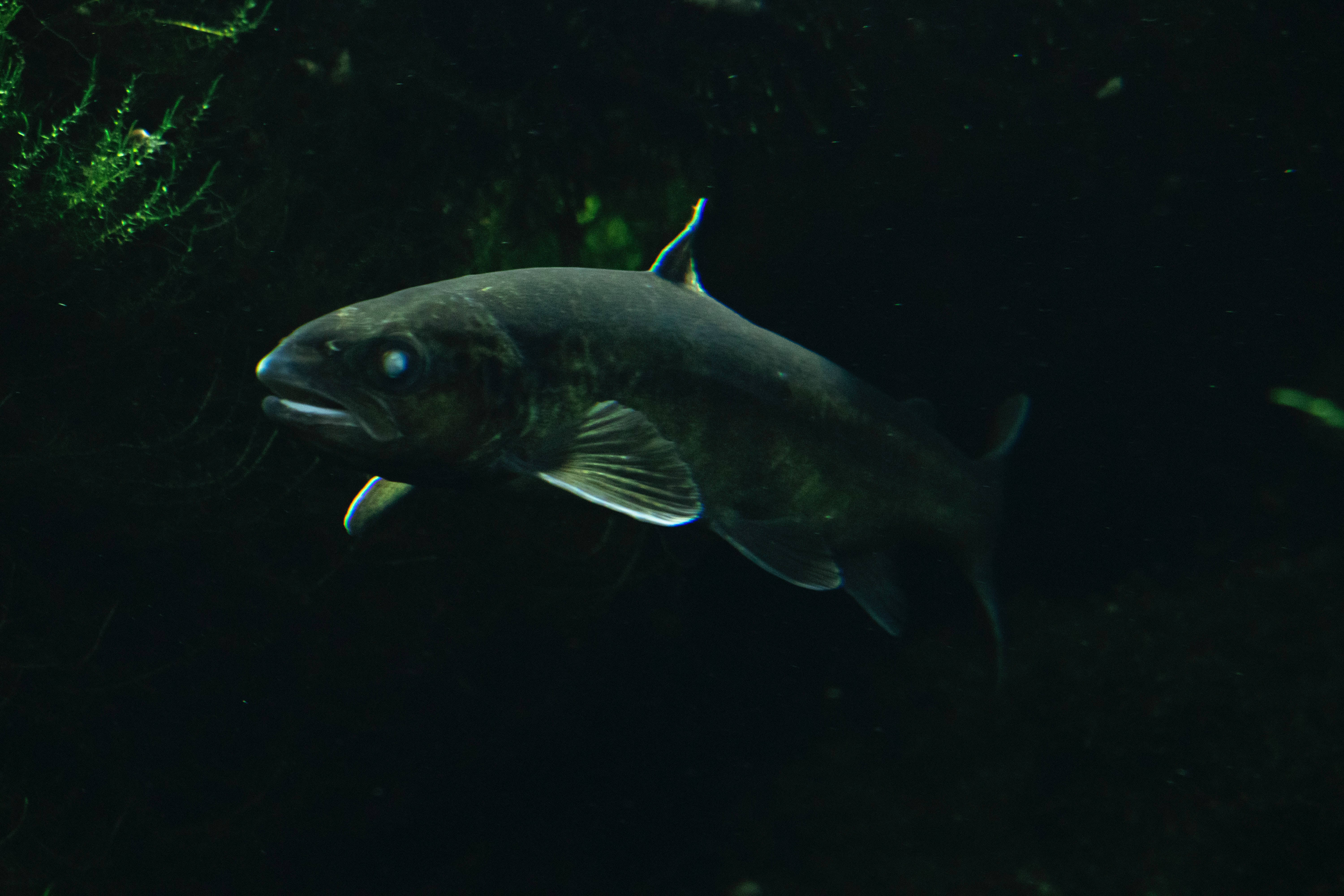_cod魚眼睛特寫 壁紙 — 一條深銀色的魚在渾濁的水中滑行，陰影中可見微弱的綠色藻類。