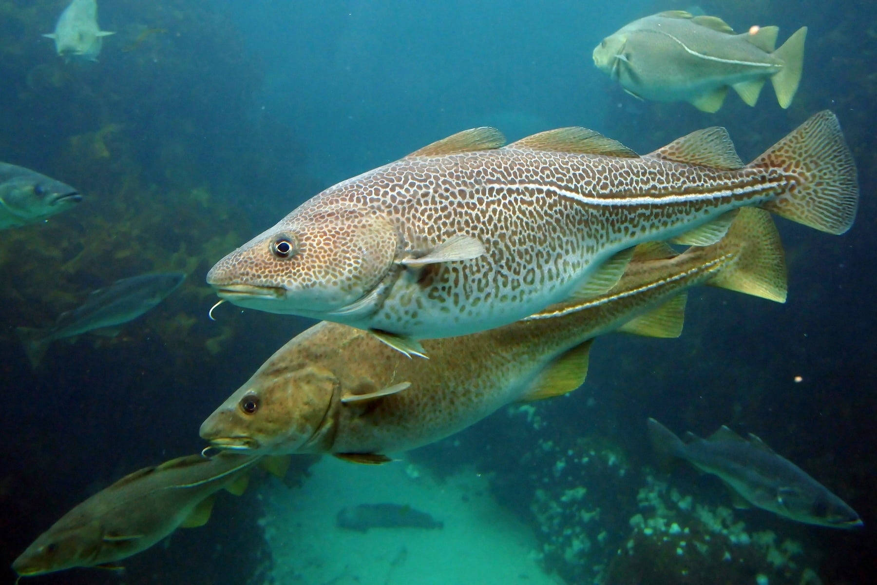 _cod魚群 壁紙 — 一群鱈魚喺陽光照射嘅藍色海洋水域中優雅噉游過岩石海床附近。