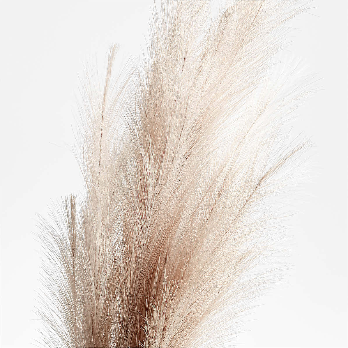 Cortaderia Selloana 或 Pampas Grass 背景 壁紙 — 柔軟的米色蒲葦羽毛在明亮的白色背景下輕輕彎曲。