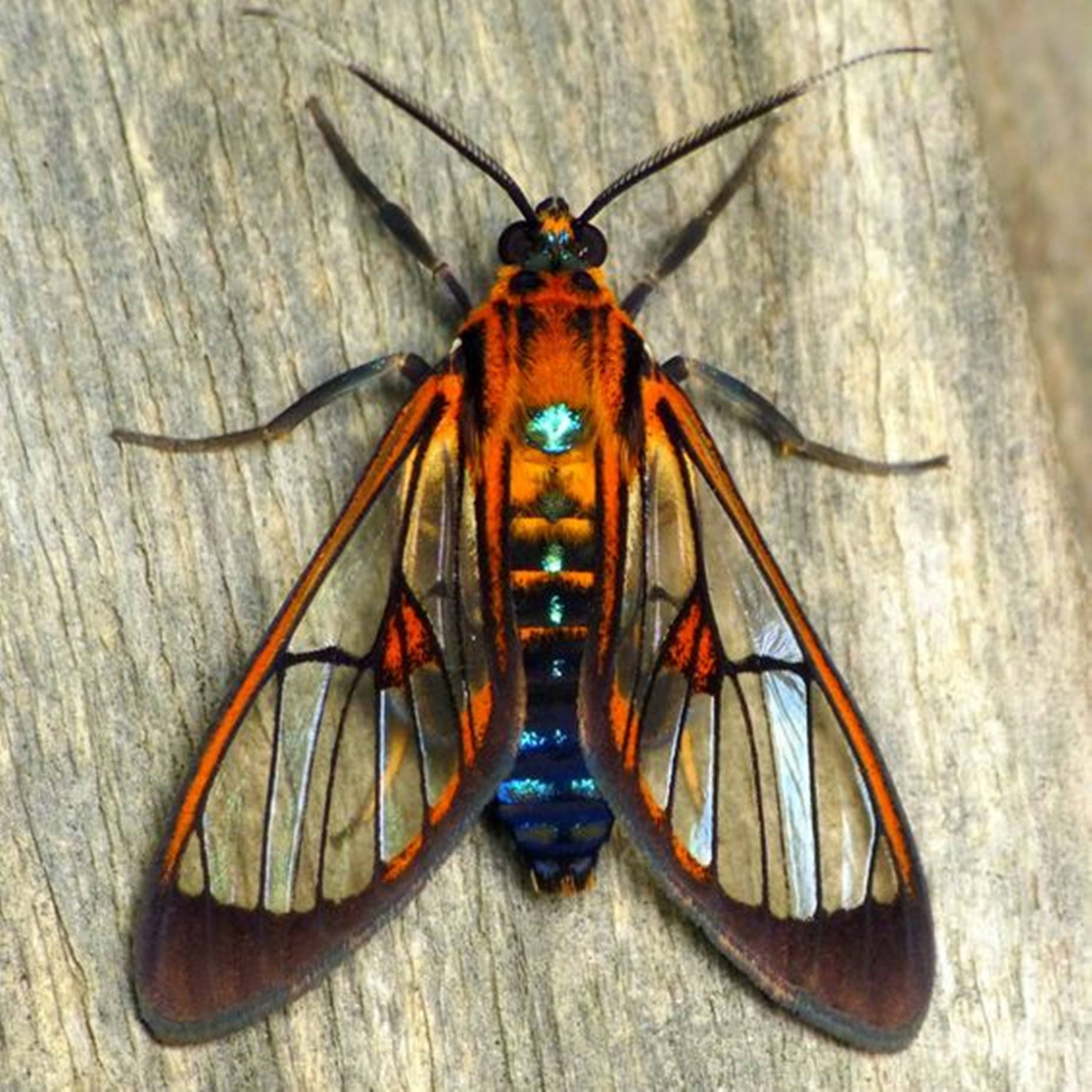 Cosmosoma 黃蜂蛾飛行全貌 壁紙 — 一隻鮮豔的橙色和藍色透明翅膀飛蛾停在有紋理的灰色樹皮上。