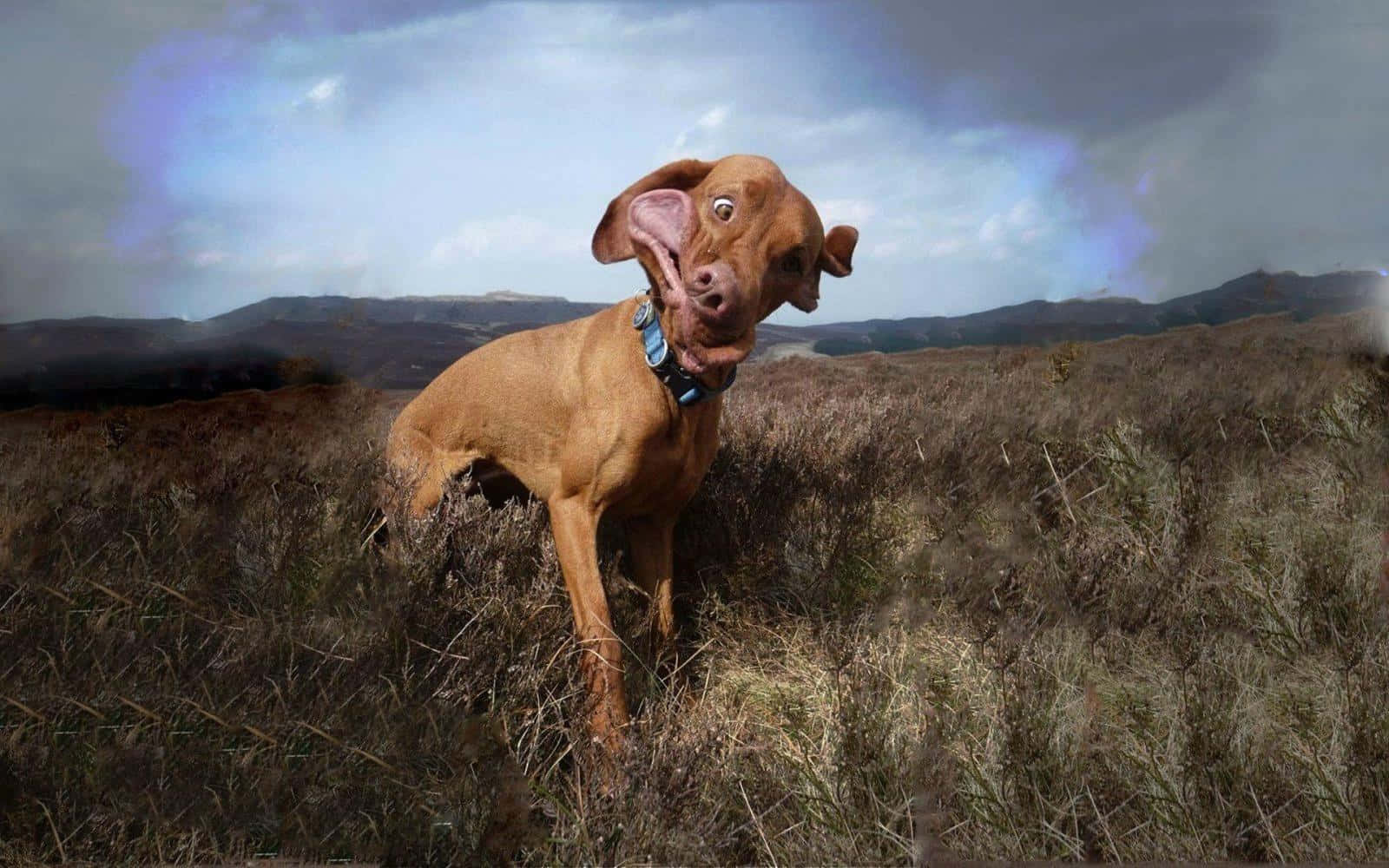 一隻維茲拉犬站在高高的乾草中，背後有山丘和陰天。