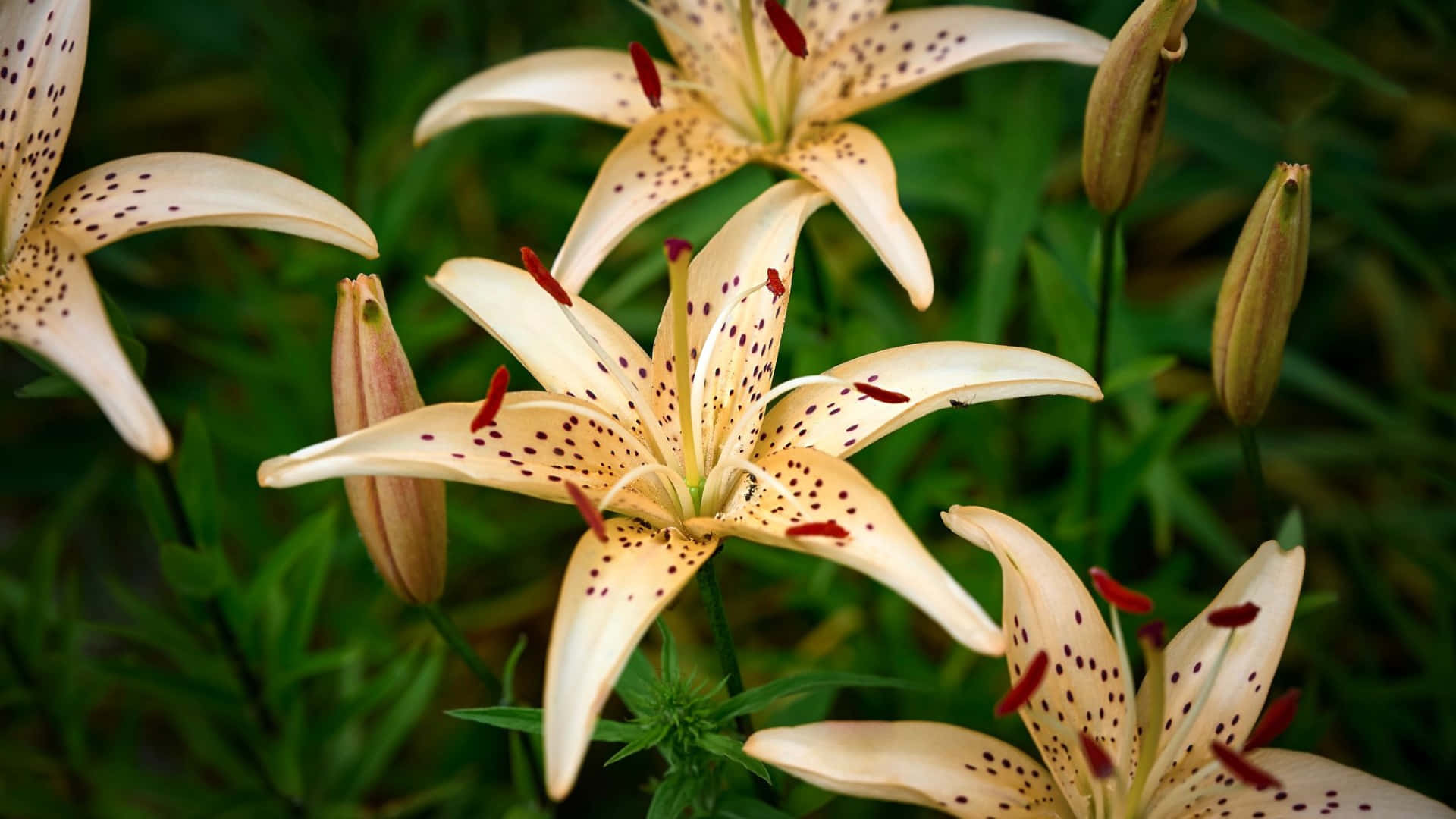  壁紙 — 奶油色百合花帶有斑點花瓣和紅色雄蕊，在柔和的自然光下於茂密的綠葉中盛開。