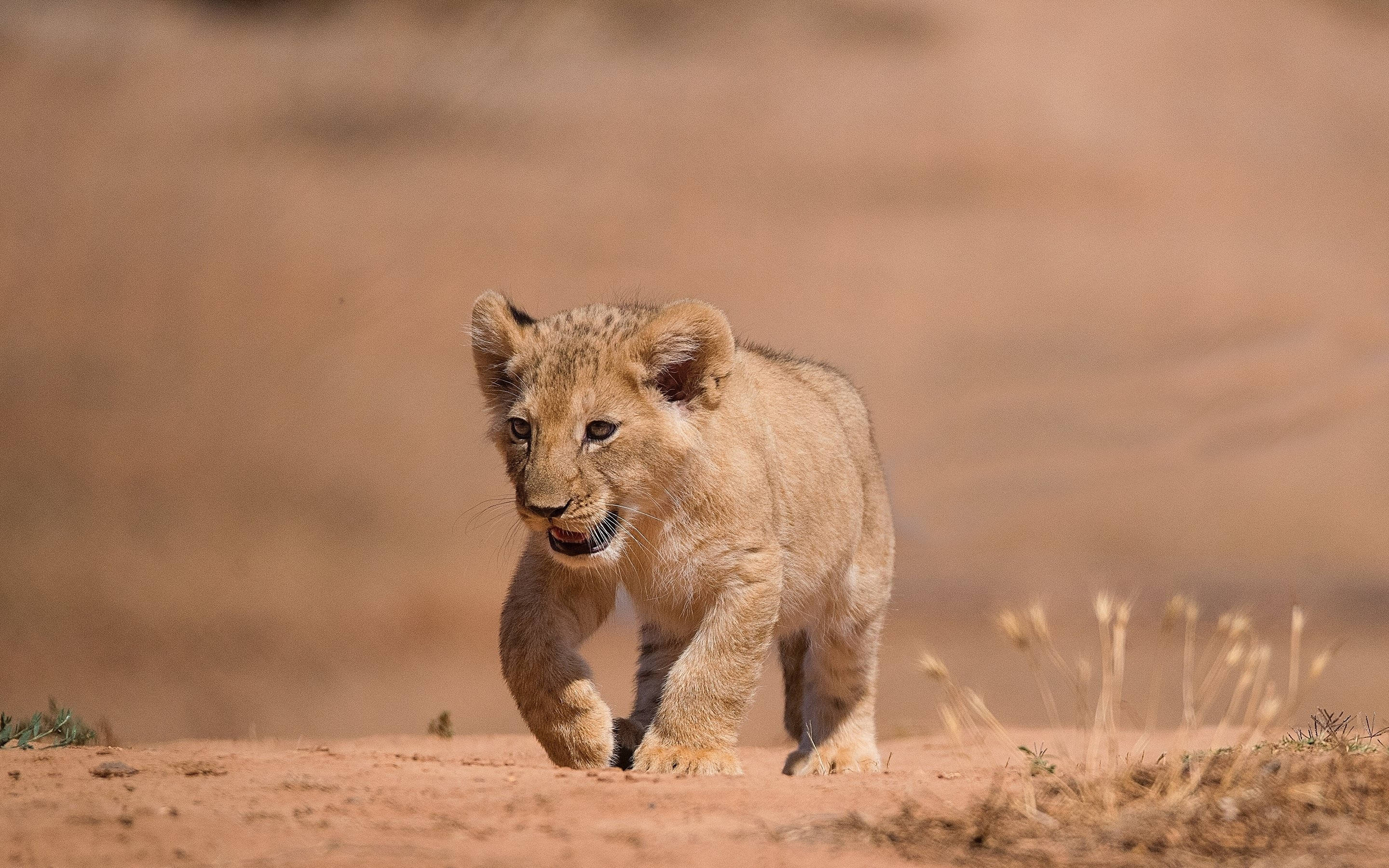 可愛獅 cub 壁紙 — 一隻好奇嘅年輕獅子幼崽喺明亮日光下，小心翼翼咁行過乾燥嘅紅褐色土地，上面有稀疏嘅草。
