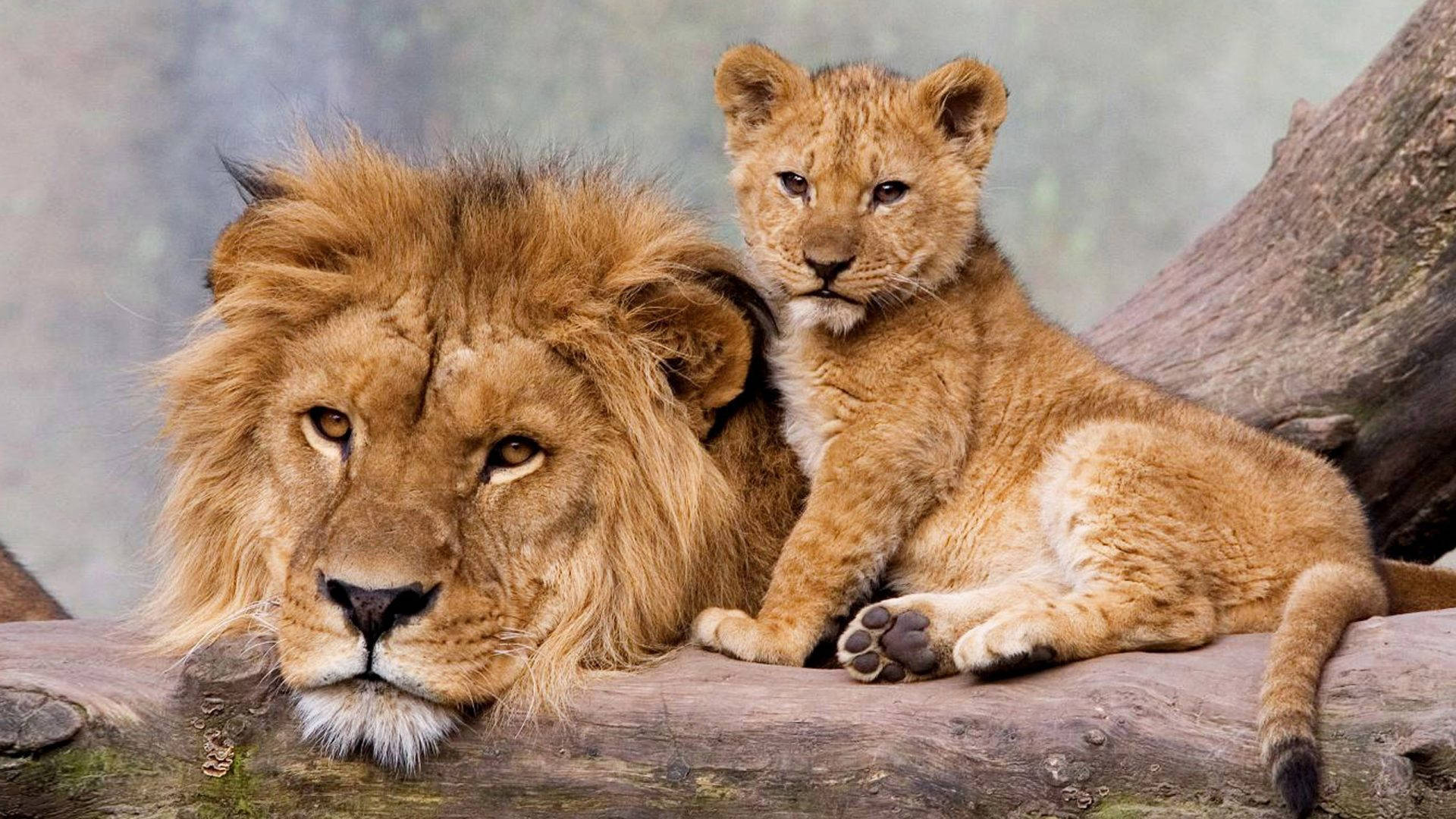 獅 cub 與雄獅休憩 壁紙 — 一頭雄偉的成年雄獅，擁有濃密的鬃毛，在自然風格的圍欄內，與好奇的幼獅一起休息在一根風化的木頭上。