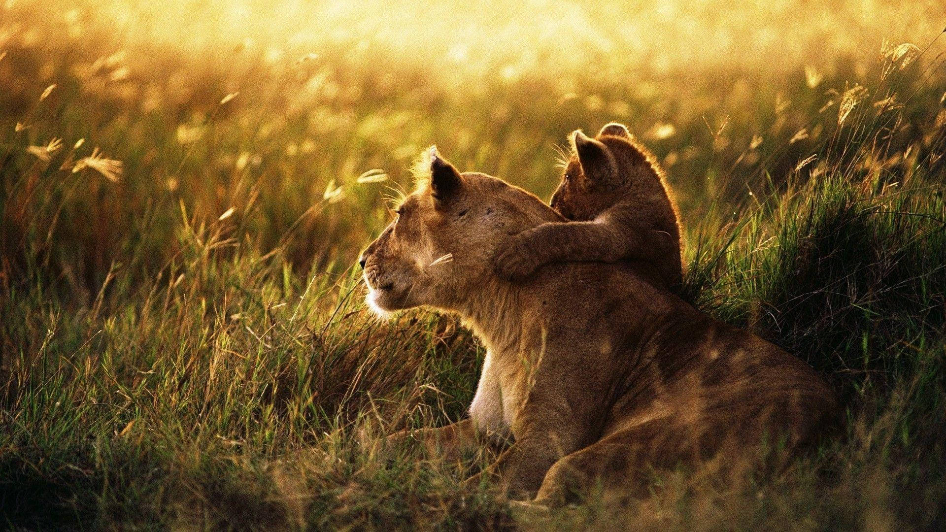 獅 cub 擁抱母獅 壁紙 — 一頭母獅和她的幼獅一起在金黃色的草地上休息，溫暖的陽光以寧靜的自然光輝沐浴著牠們。