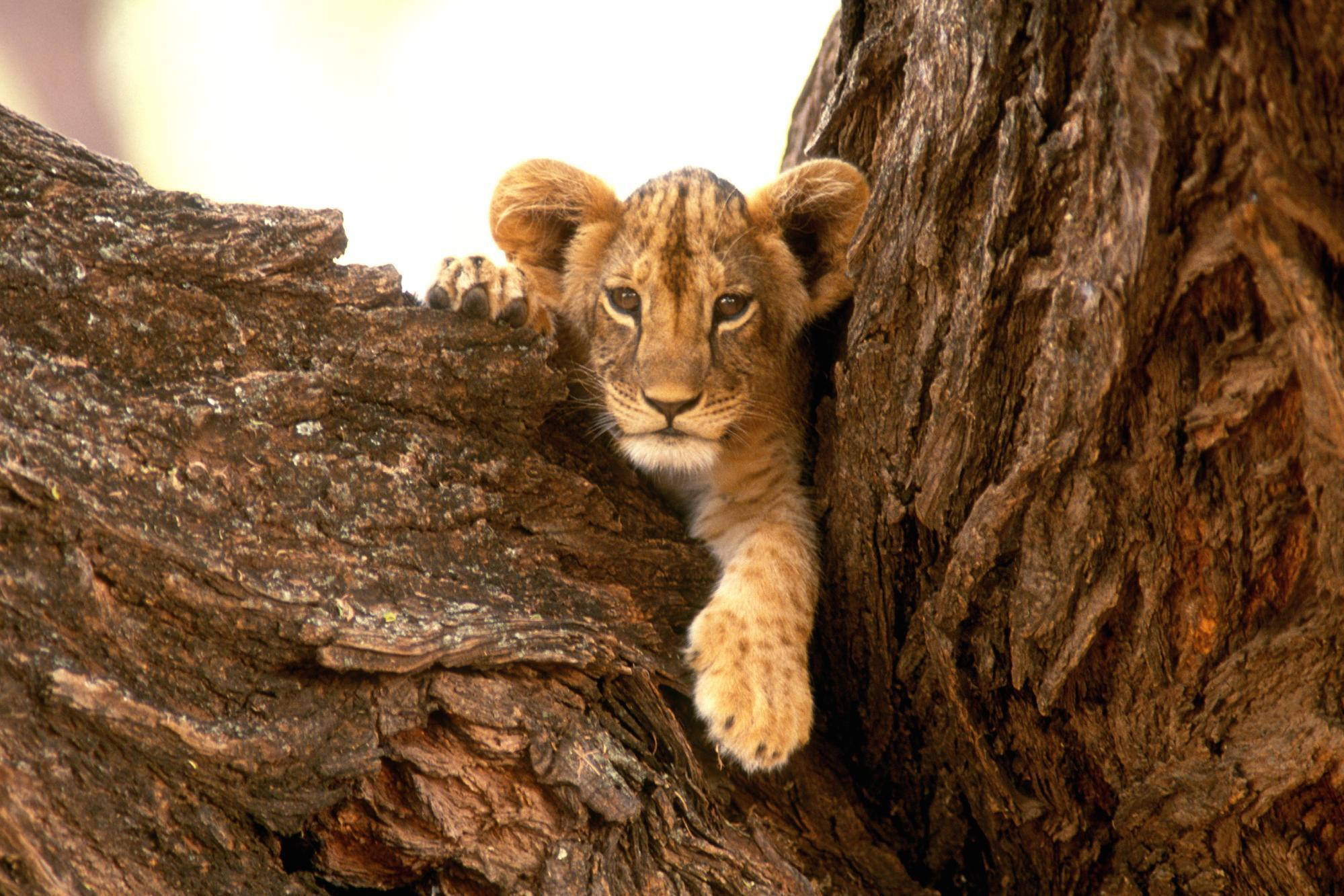 獅 cub 躺在樹幹之間 壁紙 — 一隻好奇的小獅子從粗糙的樹幹中探出頭來，睜著大大的警覺眼睛。