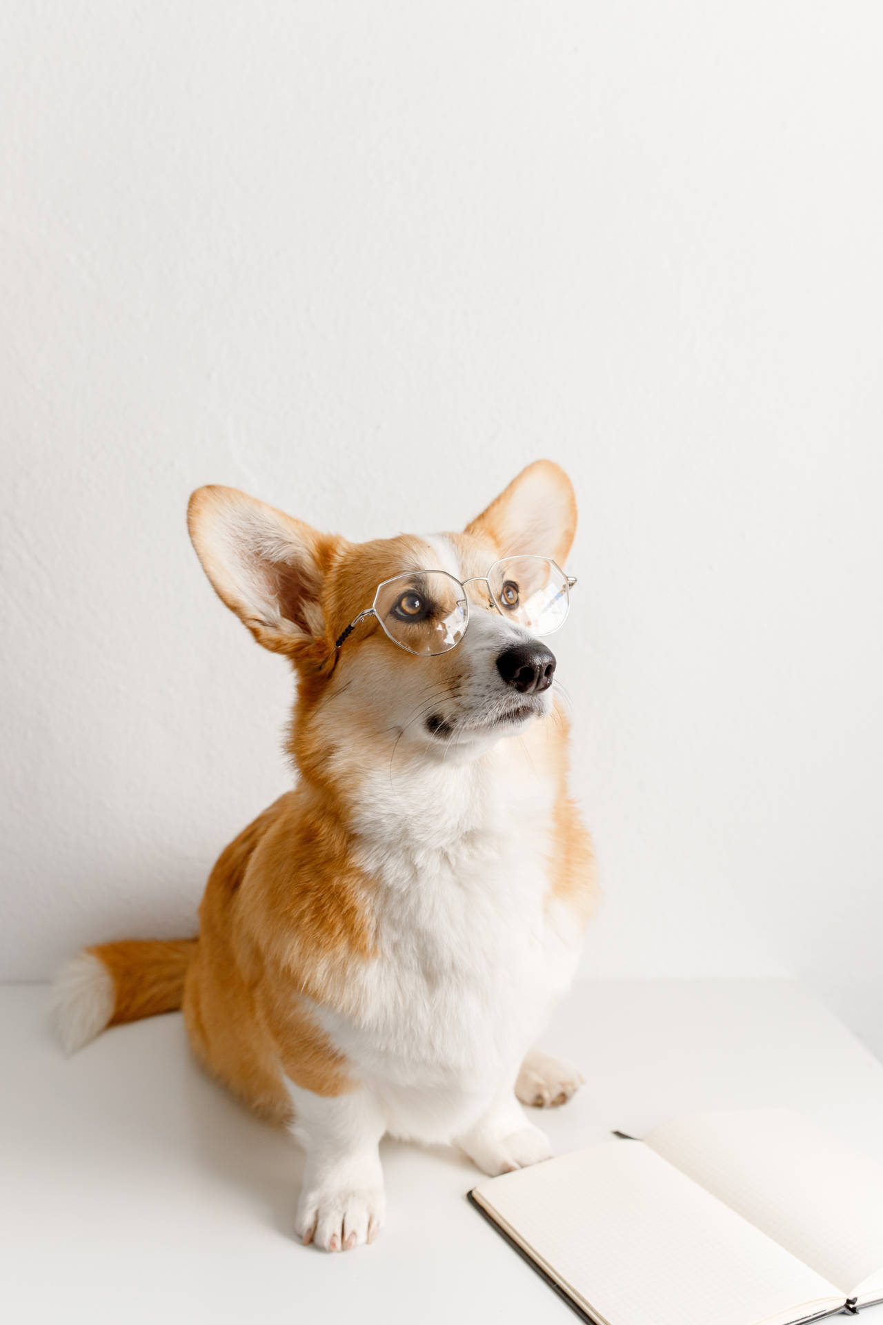 戴眼鏡的可愛柯基犬壁紙