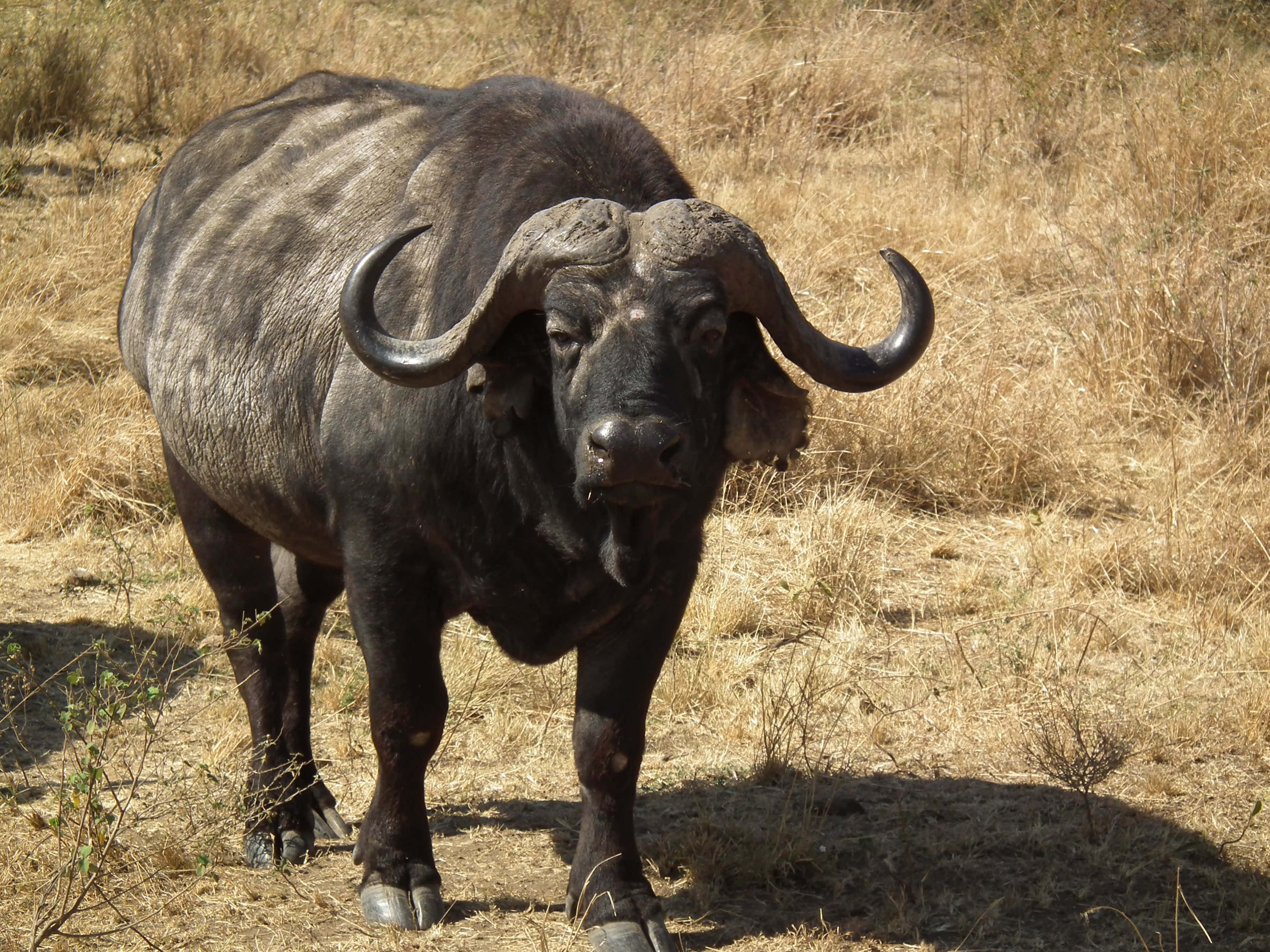 Water Buffalo 桌布 壁紙 — 一頭大型非洲水牛站在乾燥的金色草地上，明亮的陽光投下清晰的陰影。