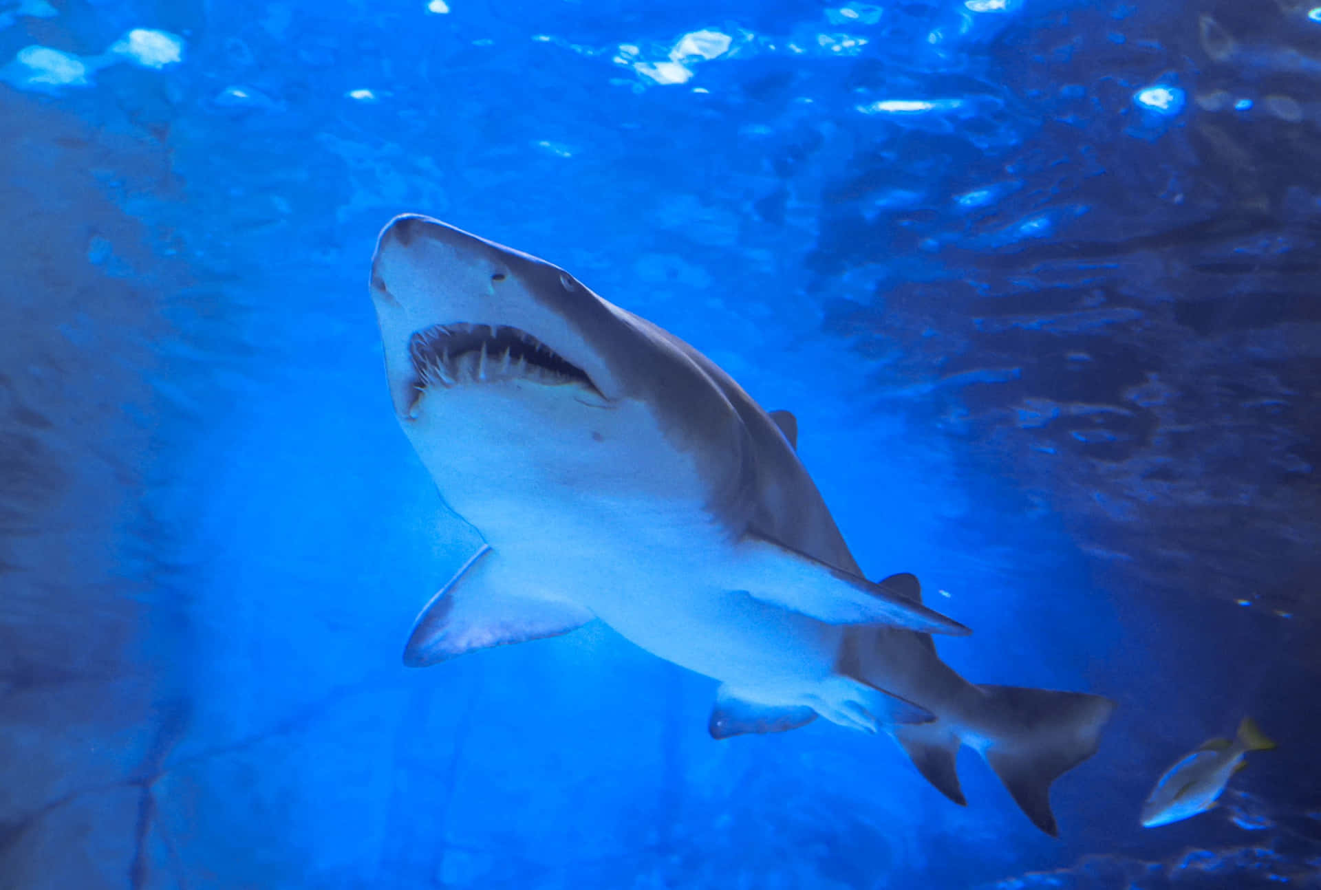  壁紙 — 一條大白鯊喺深藍色水族箱水中優雅咁游，上面有陽光透落嚟。