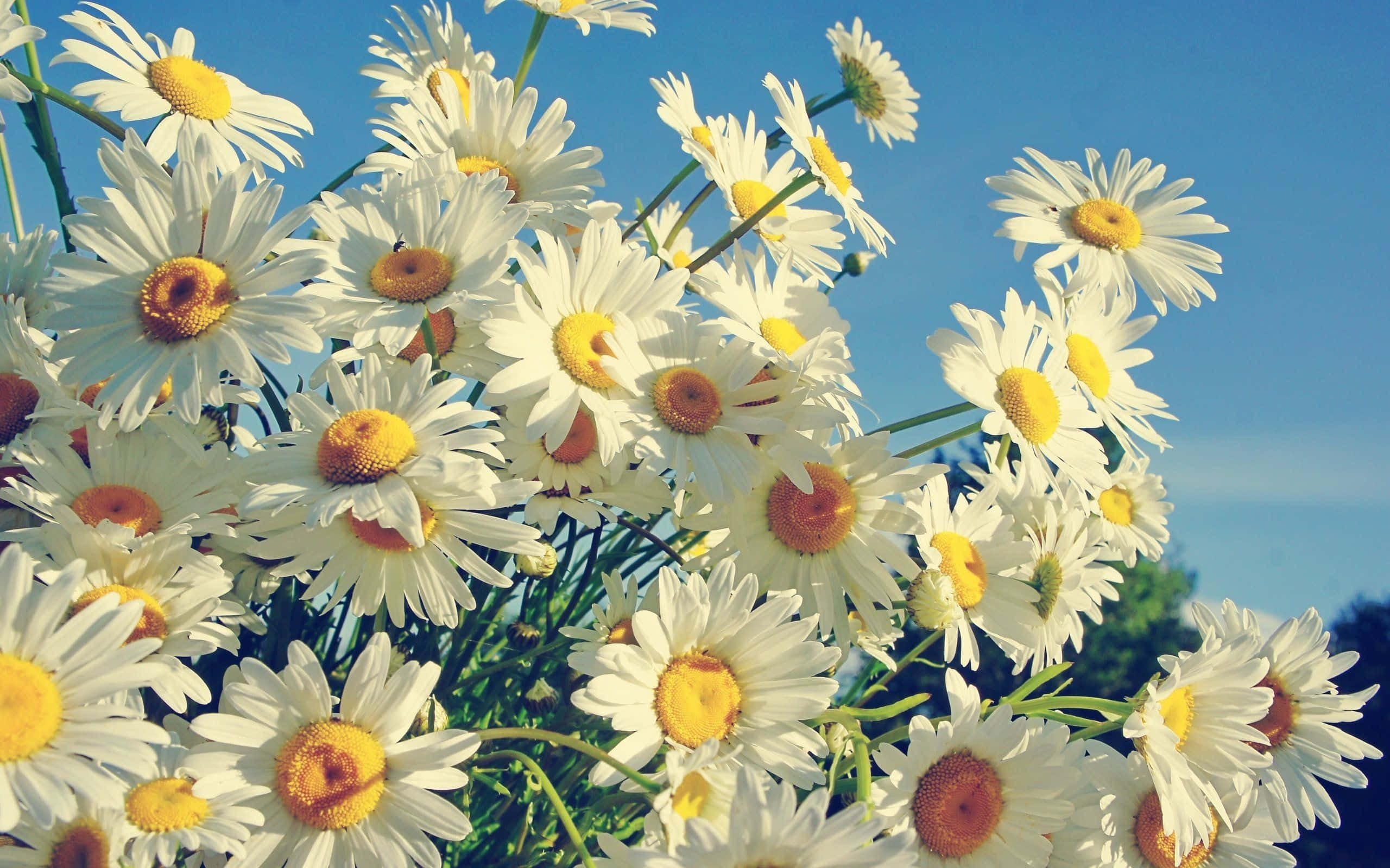 準備用 Daisy 筆電做更多事 壁紙 — 一簇充滿活力的白色雛菊，黃色花心，在清澈的藍天下盛開。