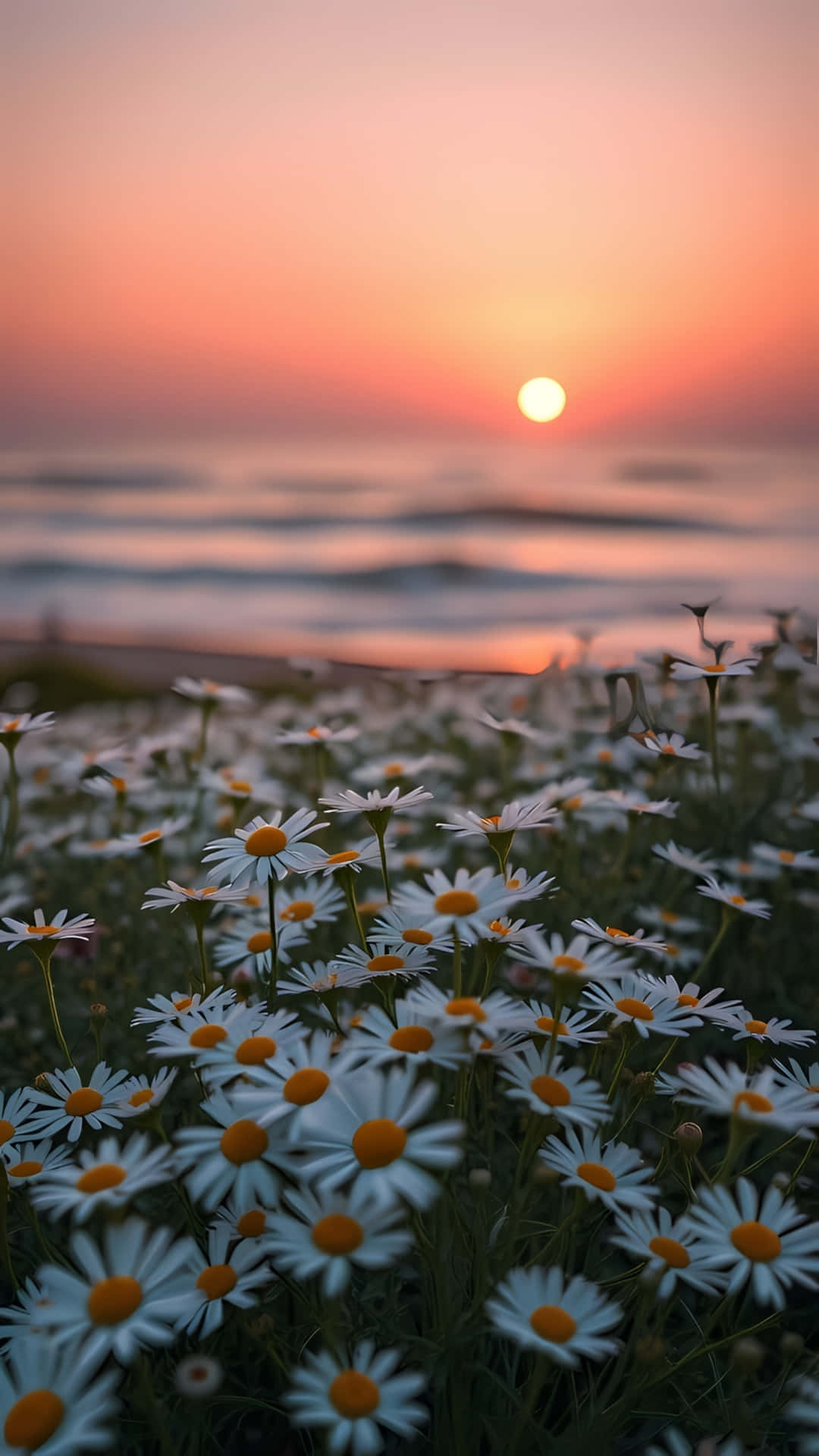 白色雛菊帶黃色花心在粉橙色日落前盛開，日落映照在平靜的海浪上。