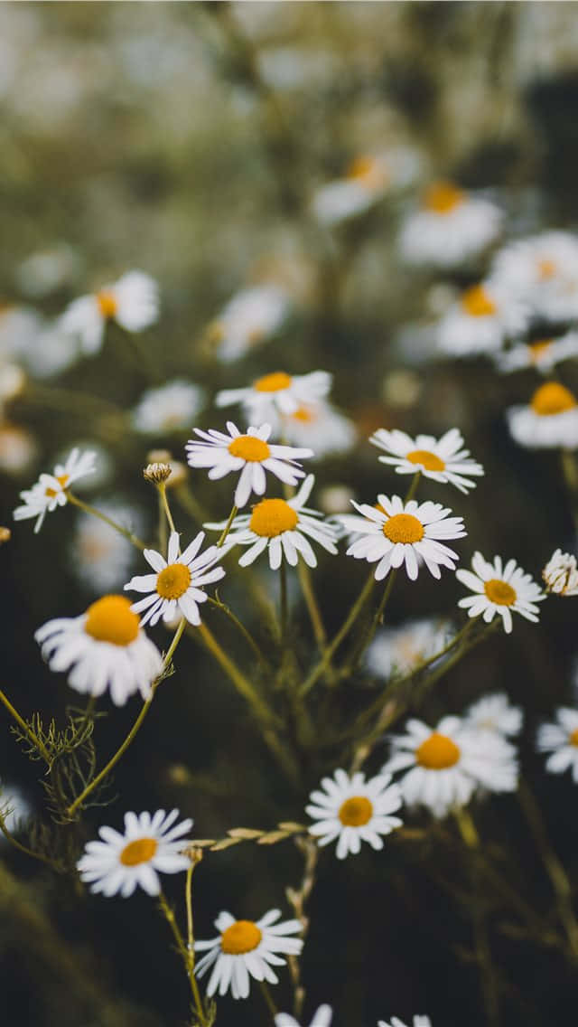 美麗白春 Daisy iPhone 壁紙 — 一片柔焦的白雛菊，帶有鮮黃色花心，在自然光中輕輕搖曳。