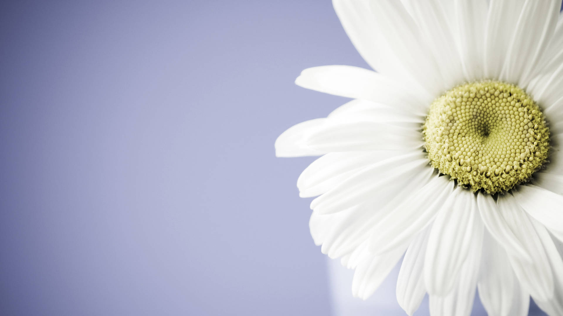 真實花卉白 Daisy 壁紙 — 一朵白色雛菊的特寫，帶有綠色花心，襯以柔和的薰衣草色背景。