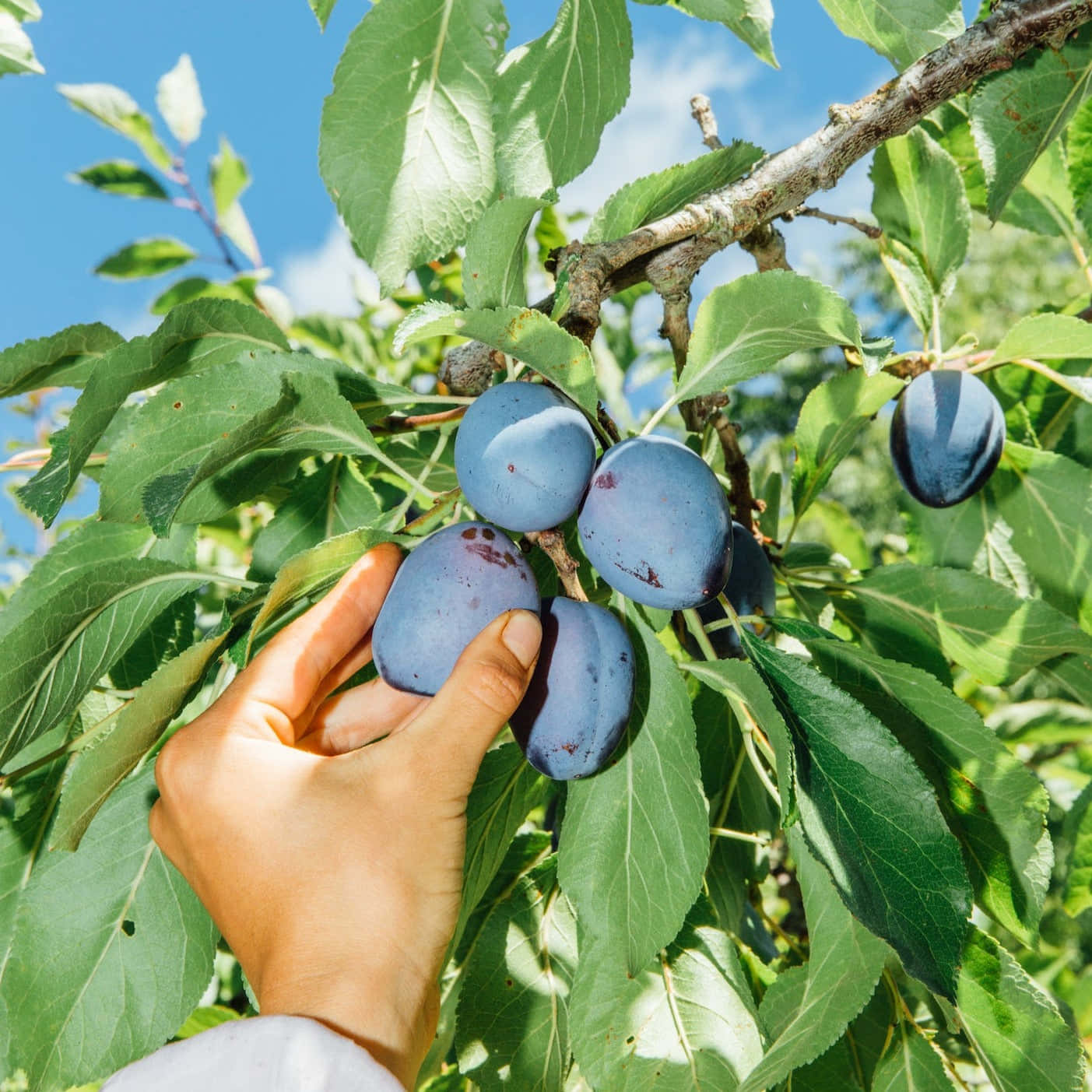 男子採摘 Damson 梅子 壁紙 — 一隻手輕輕地從陽光照耀的樹枝上摘下一顆成熟的紫色李子，周圍是茂密的綠葉。