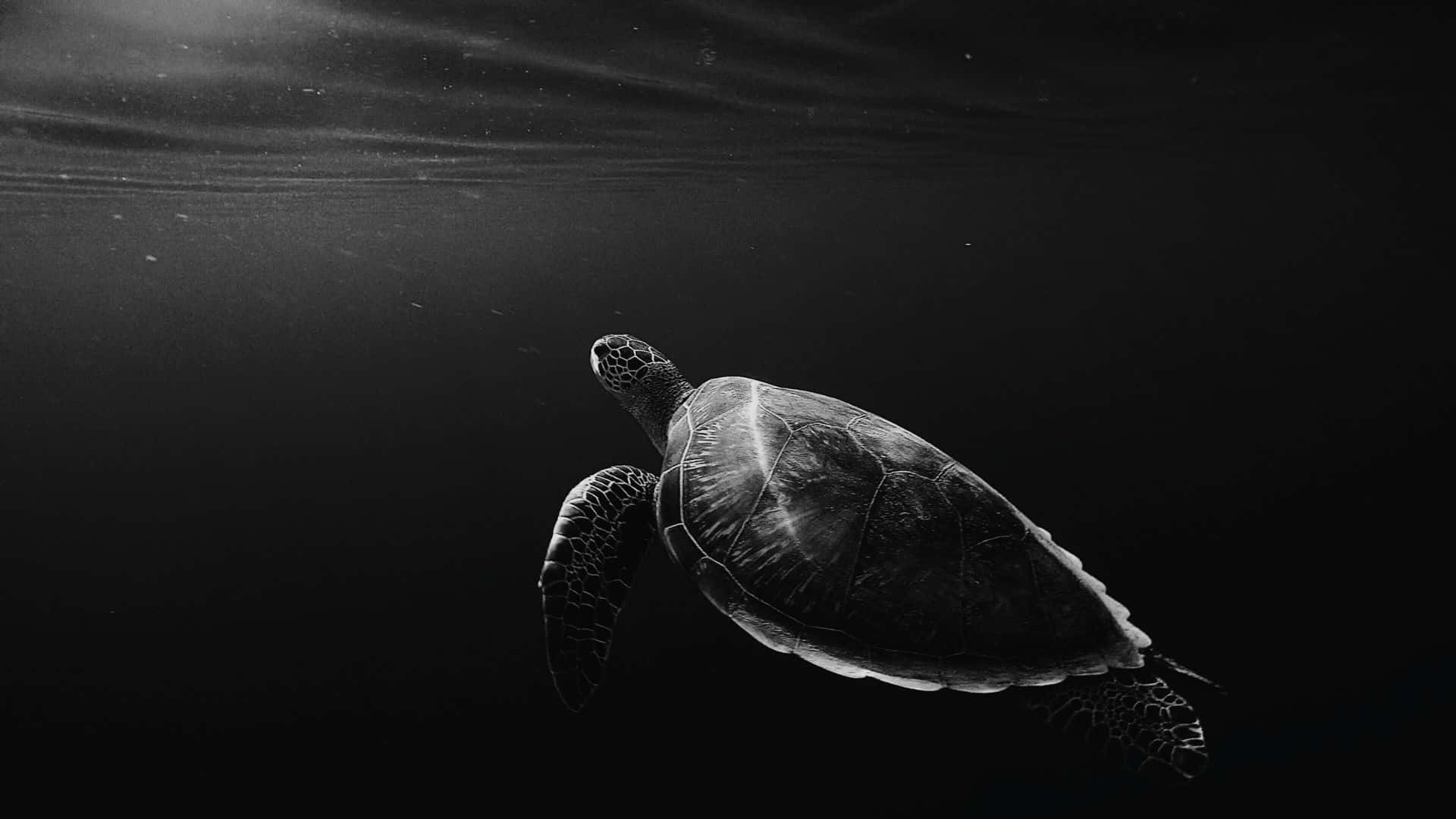  壁紙 — 一隻單色海龜在深海中優雅地滑行，陽光從上方穿透而下。