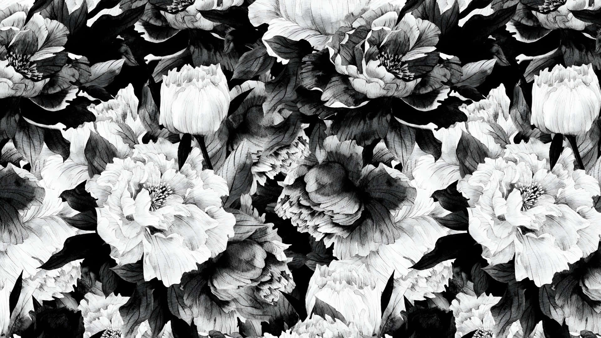  壁紙 — 單色牆紙，牡丹花層層疊疊，光線花瓣與深色葉片之間形成強烈對比和戲劇性陰影。