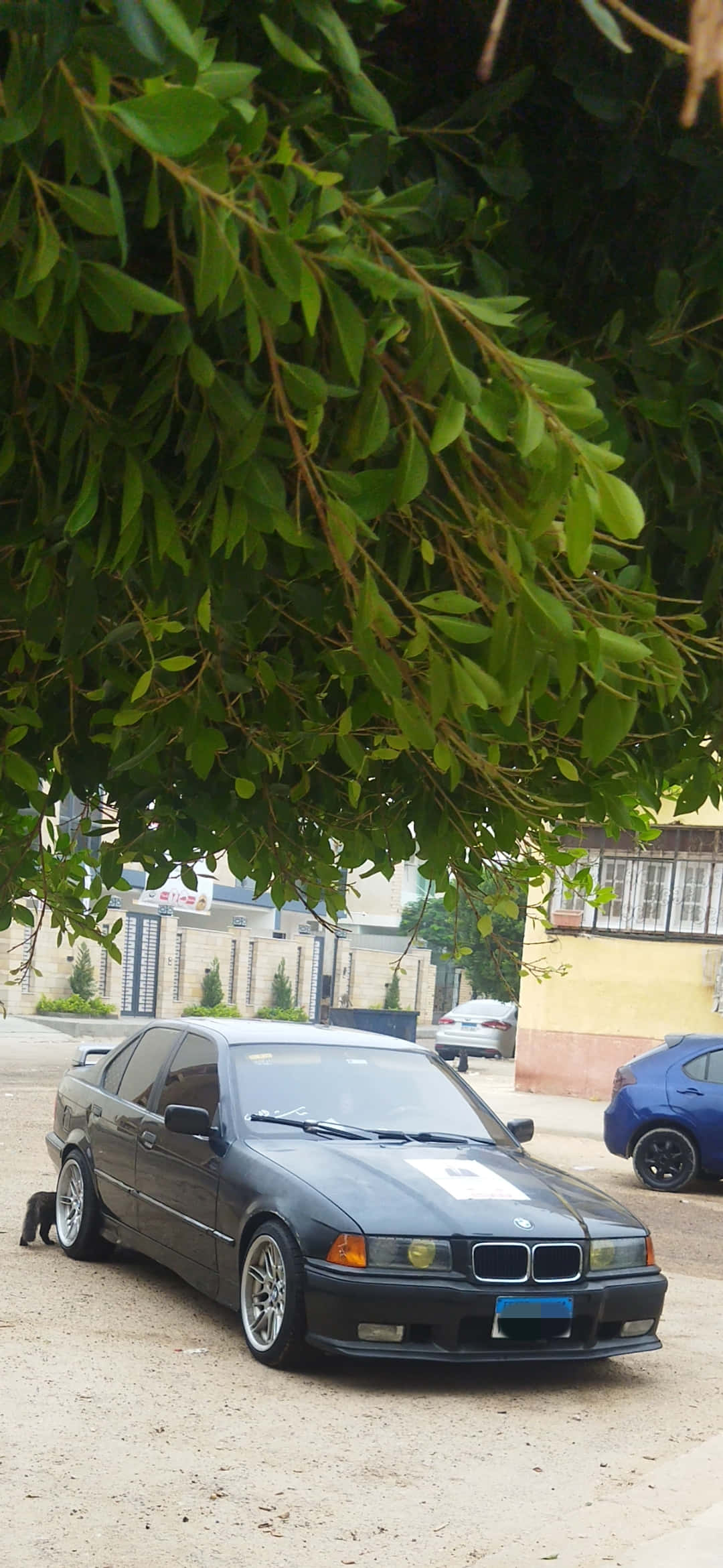 壁紙 — 一輛深灰色寶馬房車停泊在茂密綠樹枝下，背景是塵土飛揚的街道和建築物。