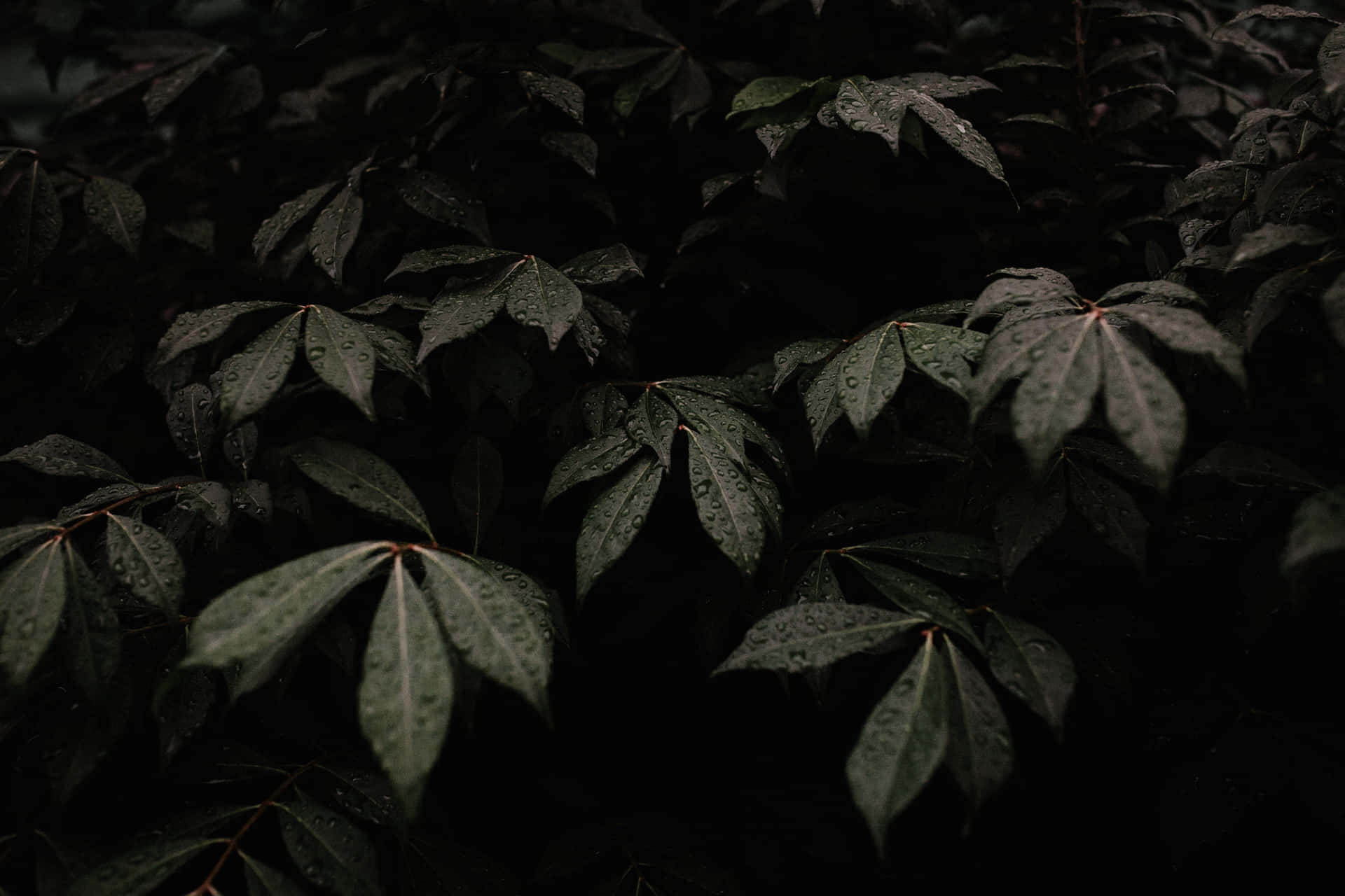 陰暗森林環境中濕葉的特寫