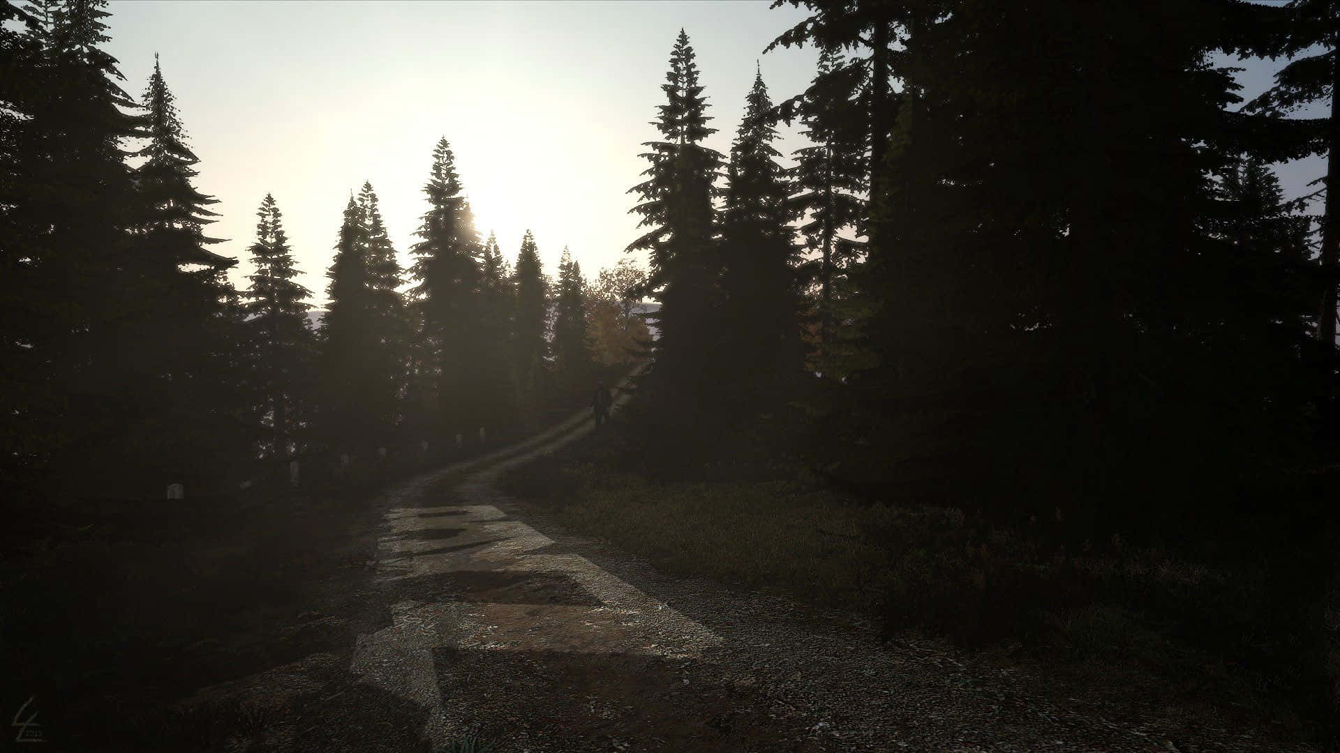 DayZ 1080p 背景：幽暗小徑 壁紙 — 黎明時分蜿蜒的森林小徑，高大的松樹在柔和發光的天空映襯下形成剪影。