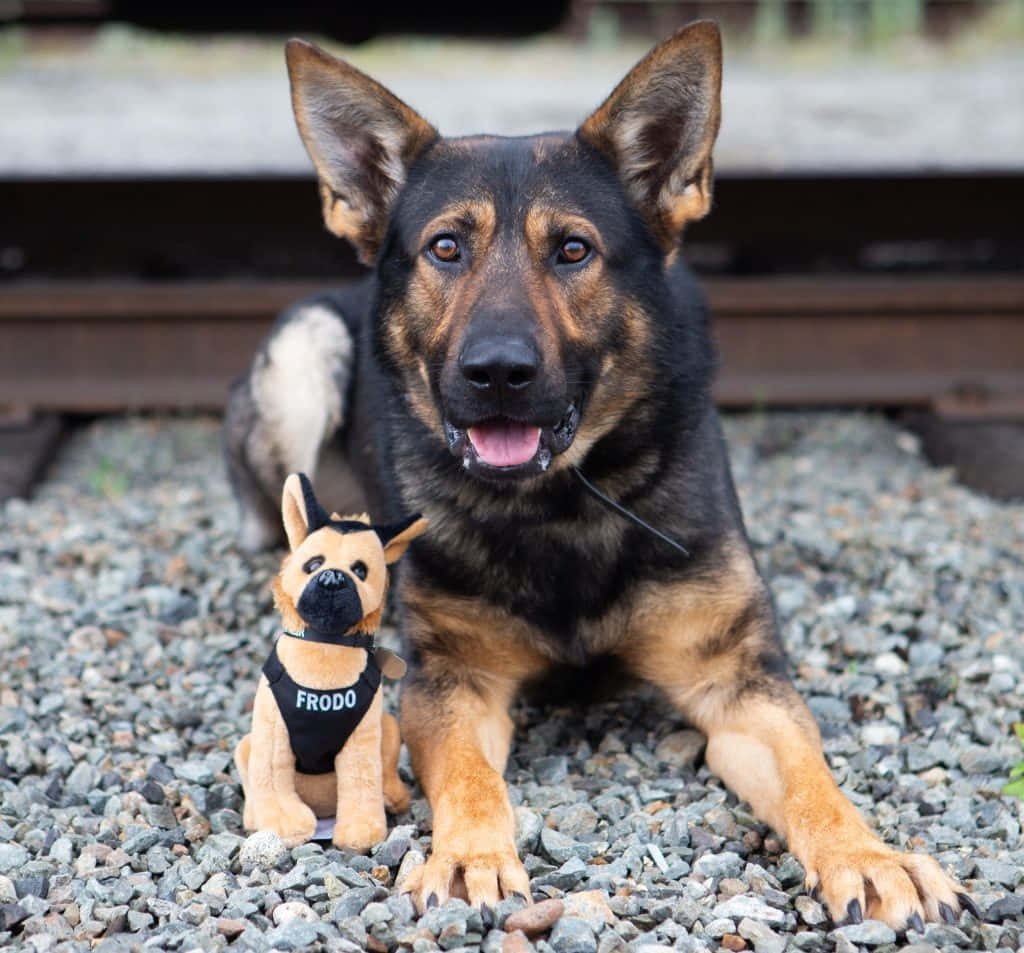 壁紙 — 一隻德國牧羊犬幼犬坐在火車軌道附近的碎石上，旁邊有一個名叫 Frodo 的小毛絨玩具。