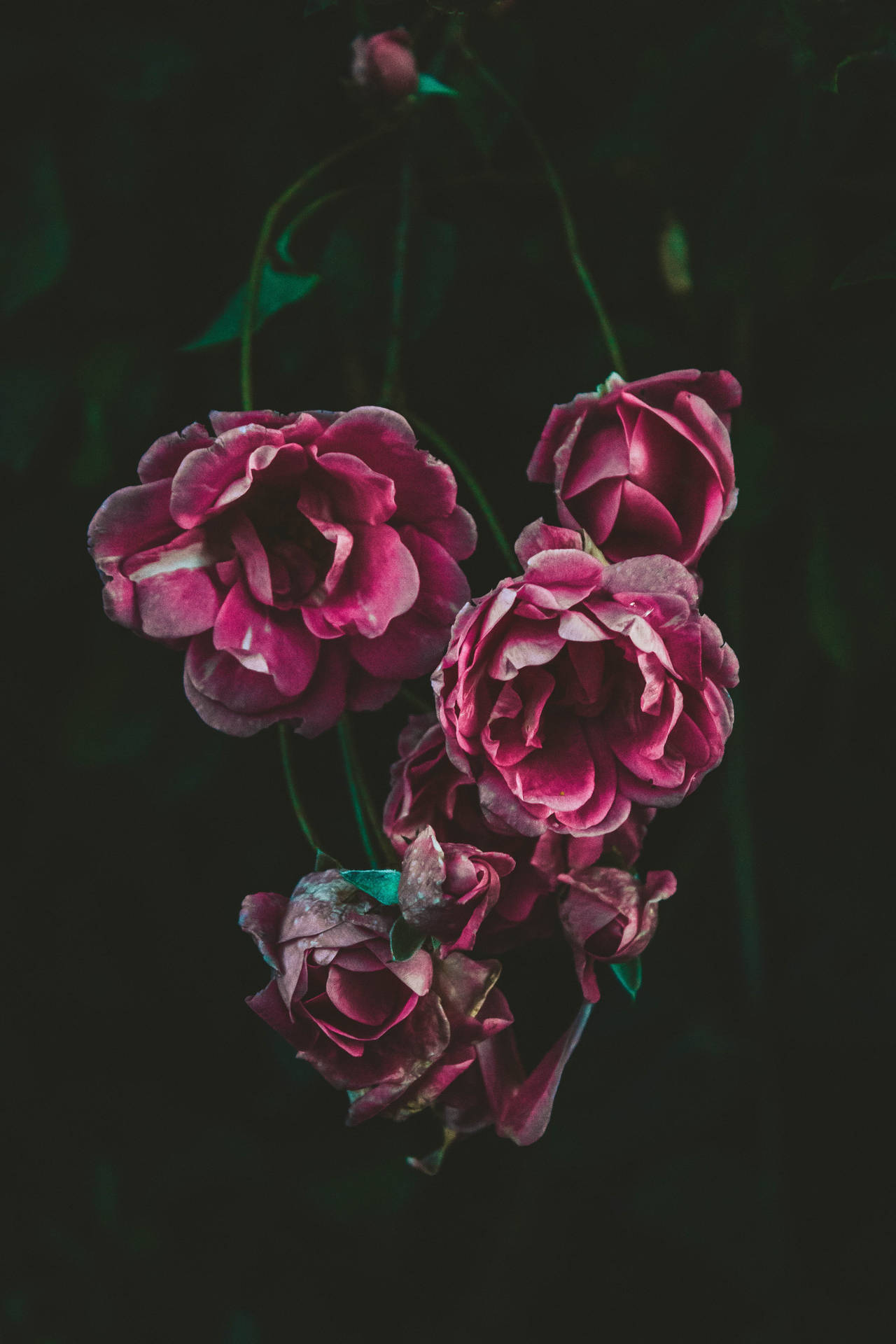  壁紙 — 深紫紅色的玫瑰，花瓣細膩，在陰暗的背景中優雅地垂下。