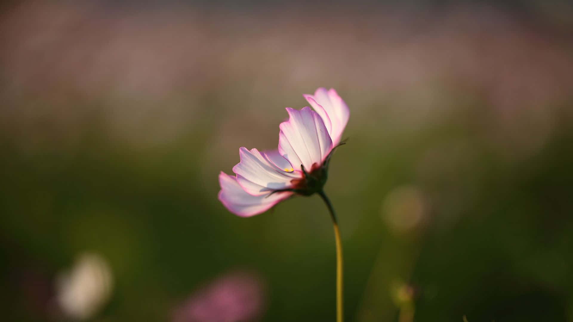 一朵粉白相間的波斯菊，在模糊的綠色田野中。