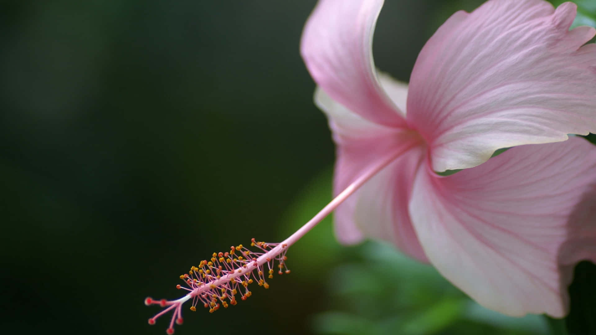  壁紙 — 一朵精緻的粉紅色芙蓉花，帶有長長的雄蕊，優雅地伸展在柔和模糊的綠色背景上。