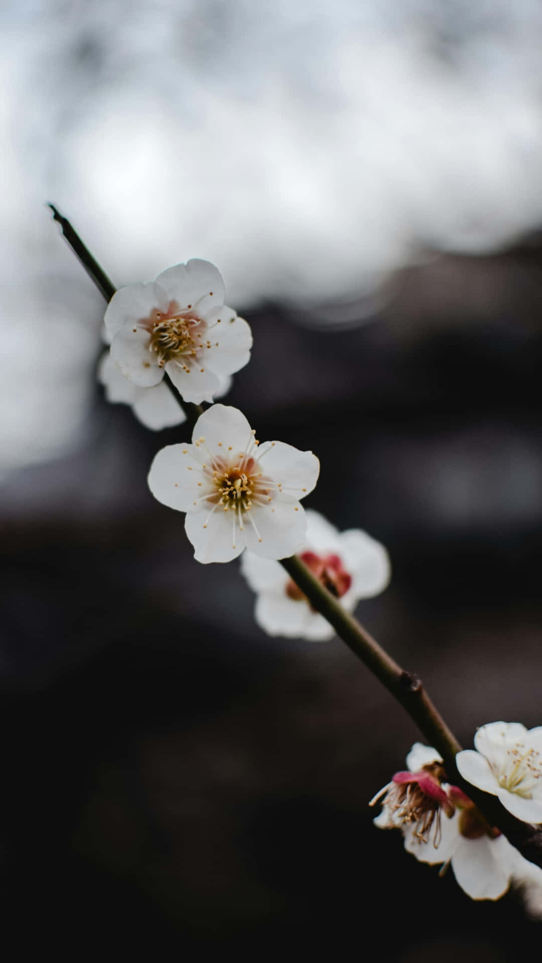  壁紙 — 細緻的白色花朵帶有粉紅色中心，在柔和的模糊背景下綻放於纖細的樹枝上。
