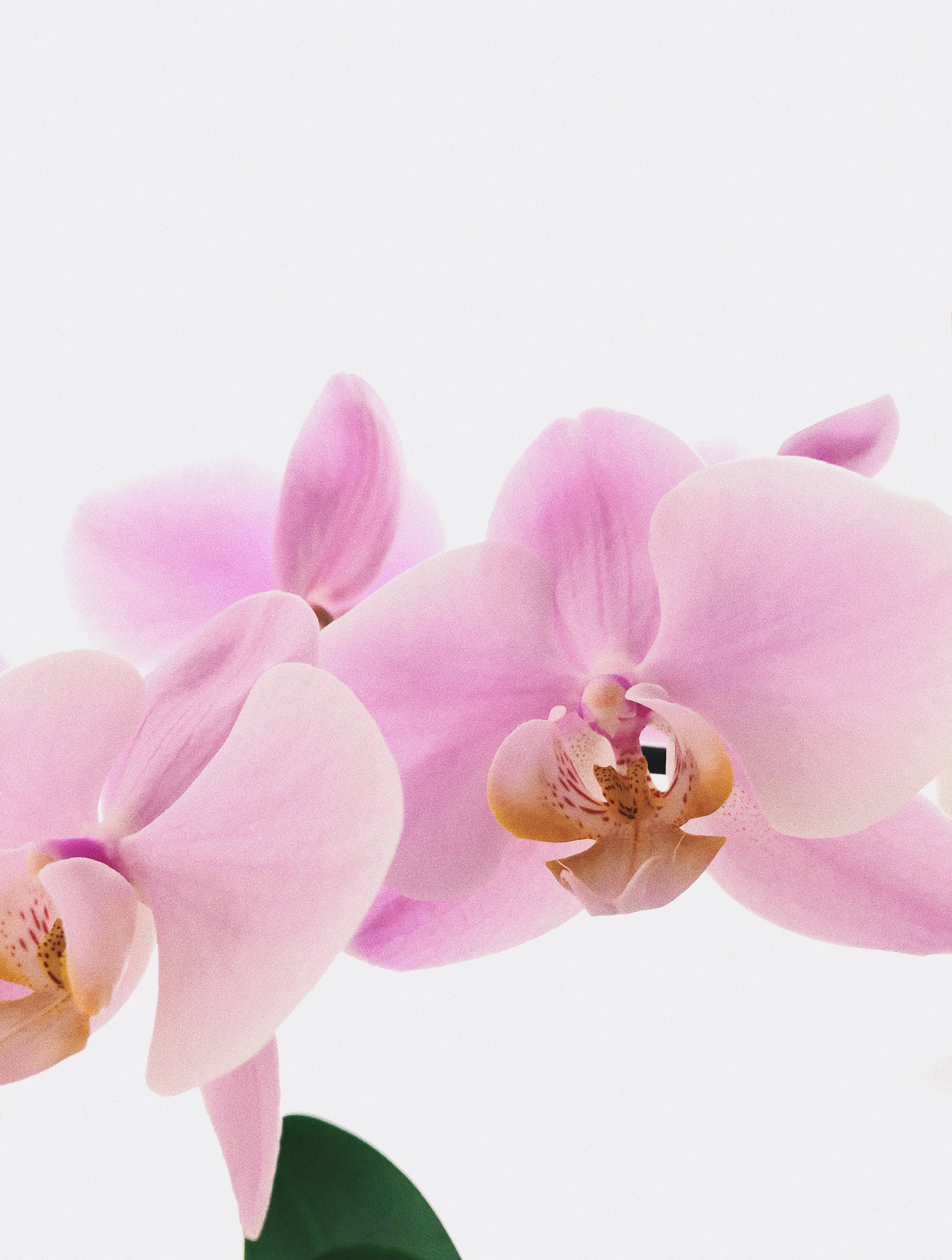 紫色 dendrobium 蘭花 壁紙 — 柔和的粉紅色蘭花盛開，帶有精緻的花瓣和微妙的黃色中心，襯托在潔淨的白色背景上。