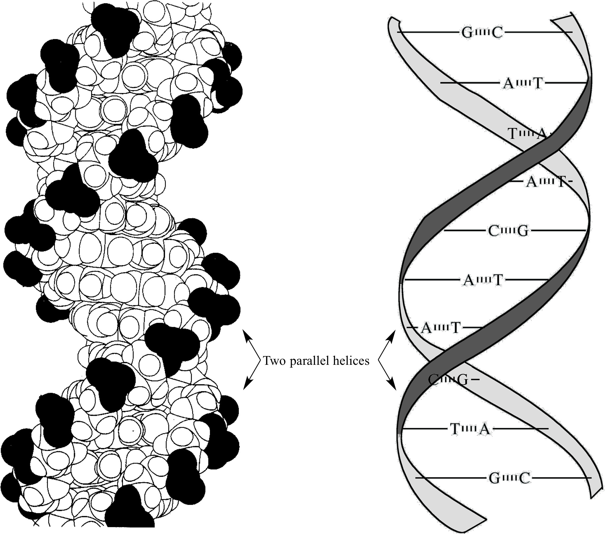 DNA_結構與鹼基配對 壁紙 — 一幅科學插圖，展示帶有標記鹼基對的DNA雙螺旋結構和分子結構圖，背景為黑色。