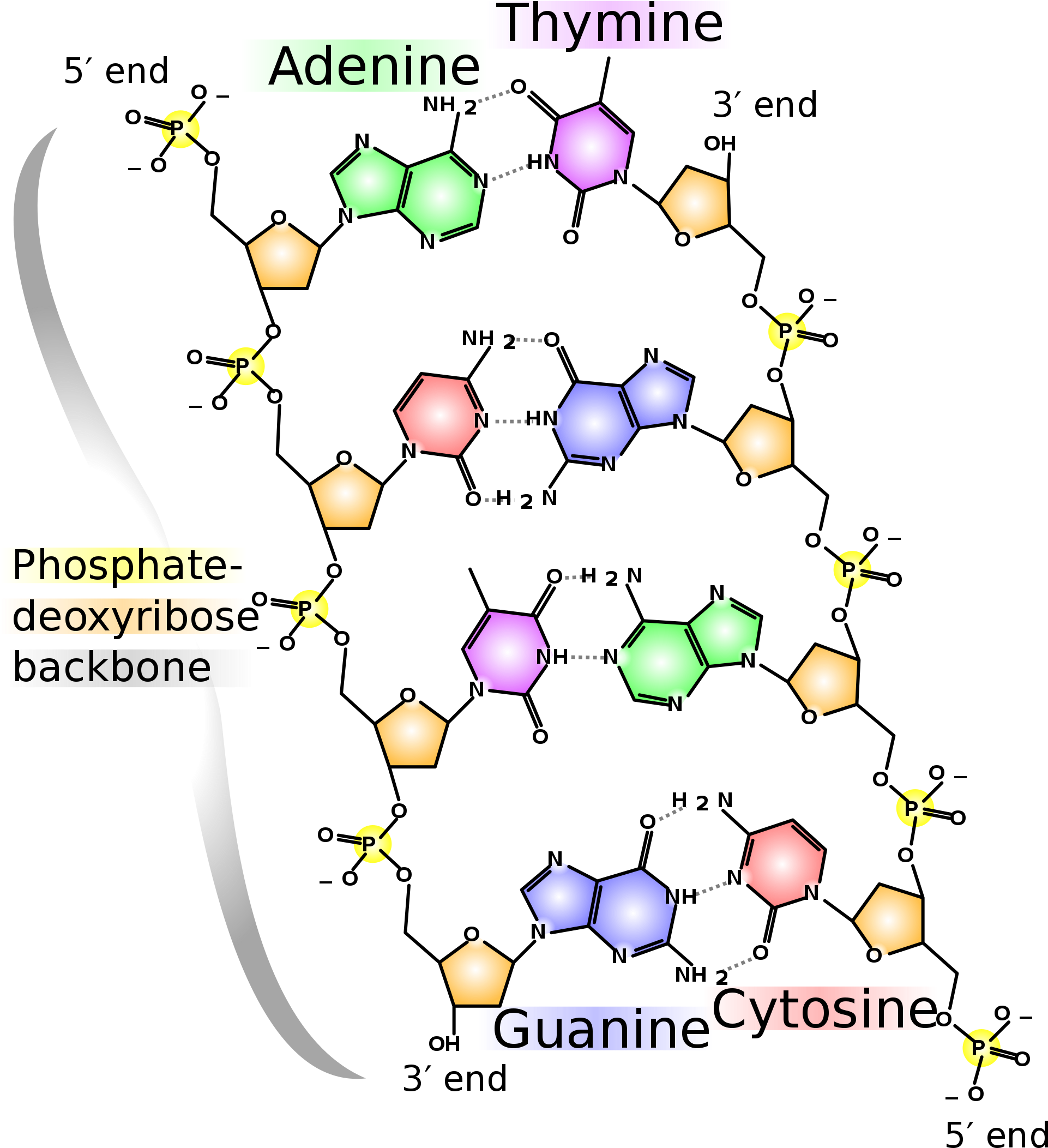 DNA 結構與鹼基配對 壁紙