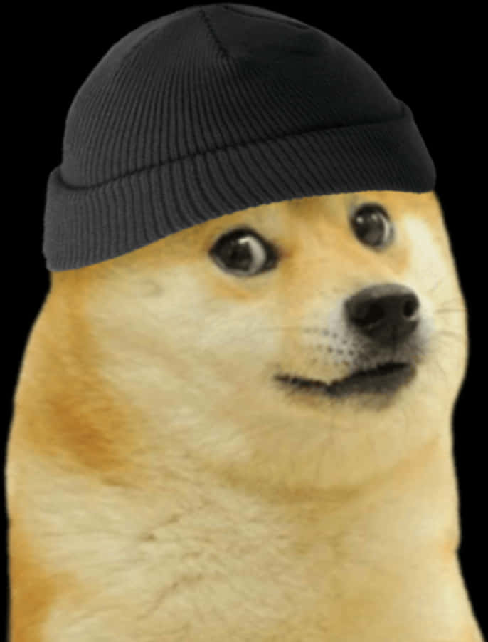 戴帽 Doge 梅姆 壁紙 — 一隻柴犬戴著黑色冷帽，在純黑色背景上的特寫。