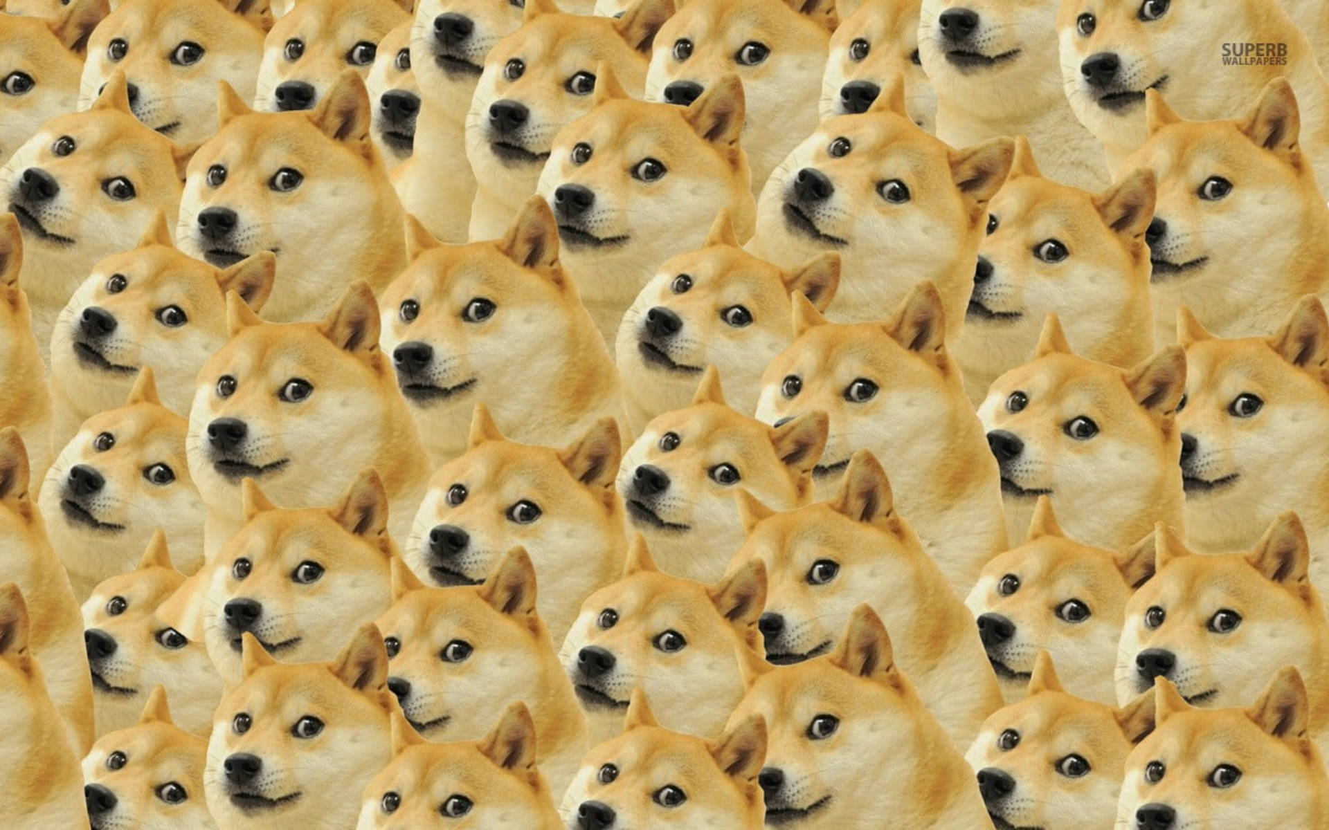 Doge迷因臉孔圖案 壁紙 — 密集重複的柴犬臉部圖案，眼睛睜大、頭部傾斜，採用溫暖金色色調。