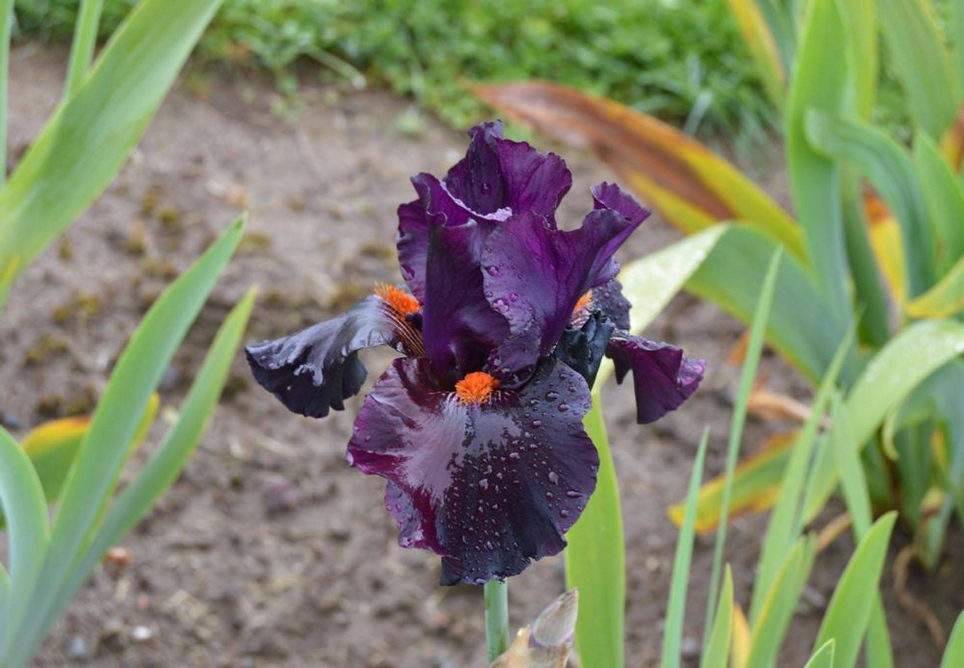 Dracula's Kiss 藍紫色鬚 iris 花特寫 壁紙 — 一朵深紫色鳶尾花，帶有橙色中心和水滴，在花園的綠葉中綻放。