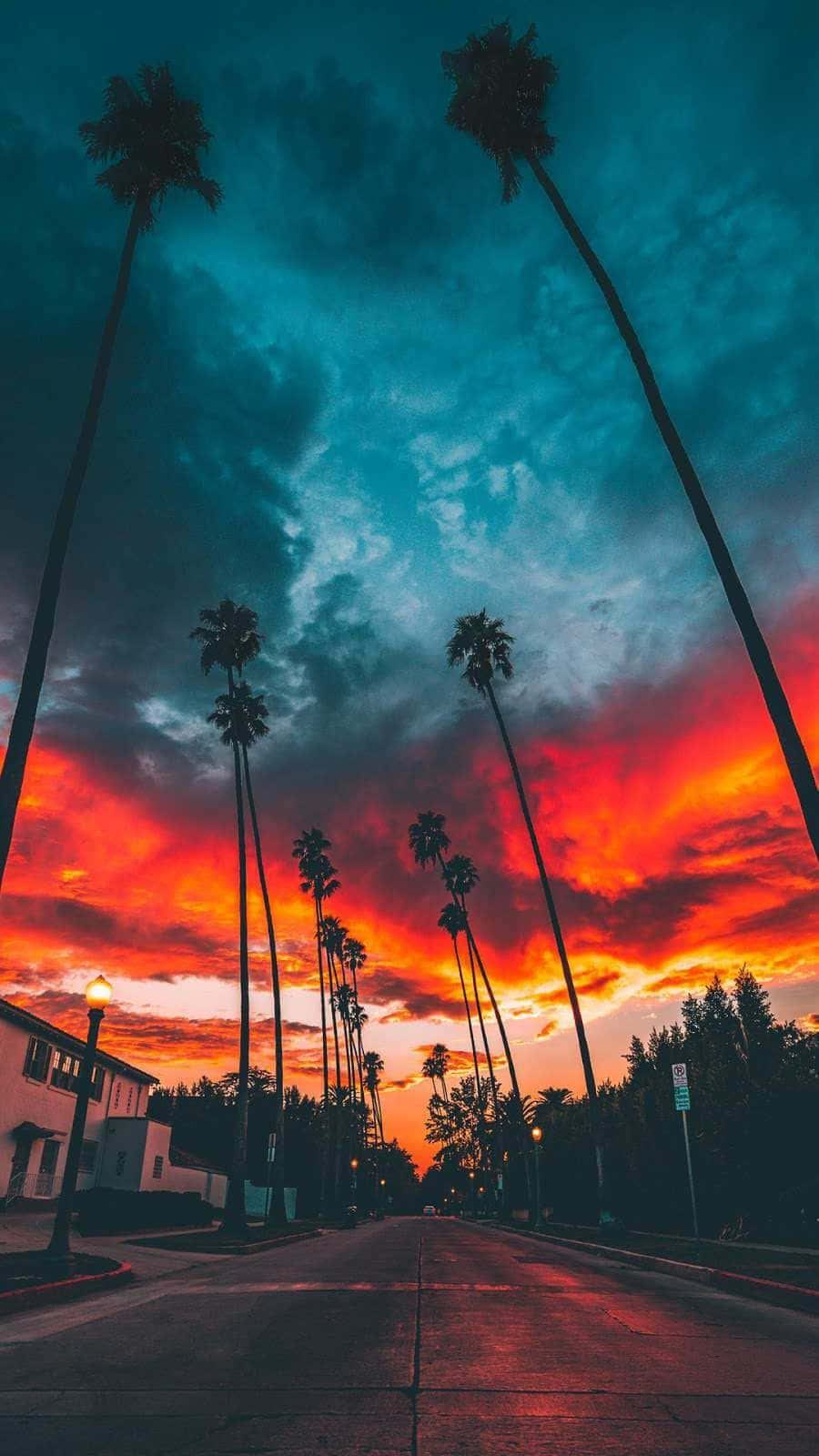 Sunset View 桌布 壁紙 — 在深青色雲朵的熾熱日落天空下，棕櫚樹排列在街道上的戲劇性低角度視圖。
