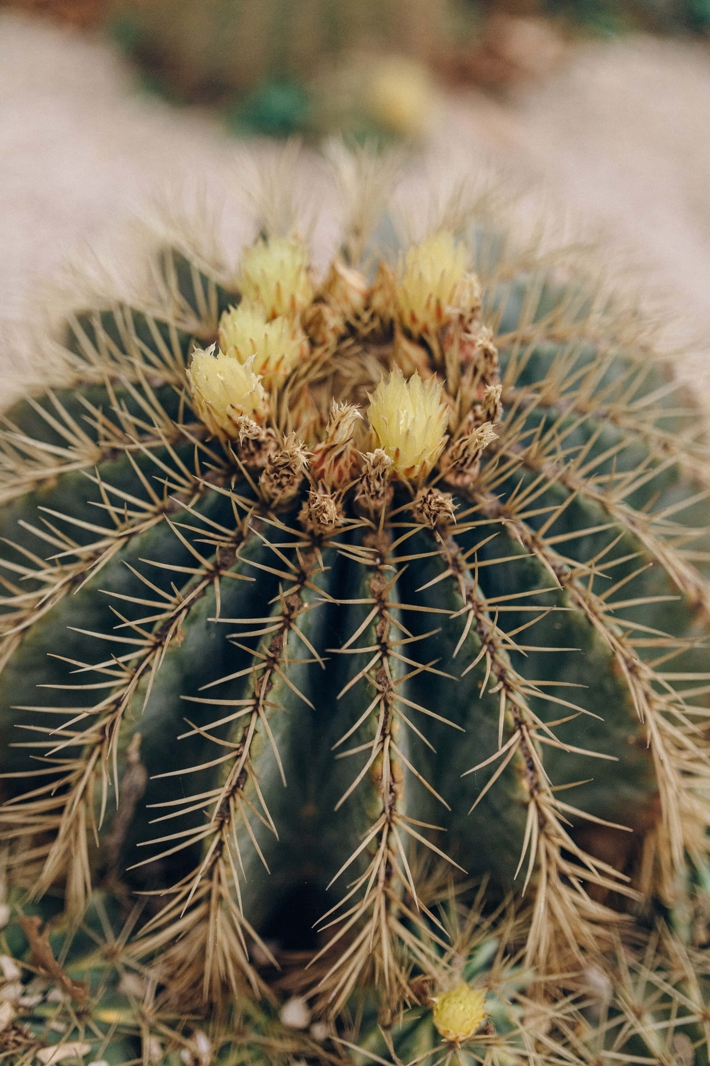Echinocactus仙人掌花 壁紙 — 桶形仙人掌的特寫，帶有尖刺的棱紋和乾燥的黃色花朵，背景是柔和模糊的沙漠。