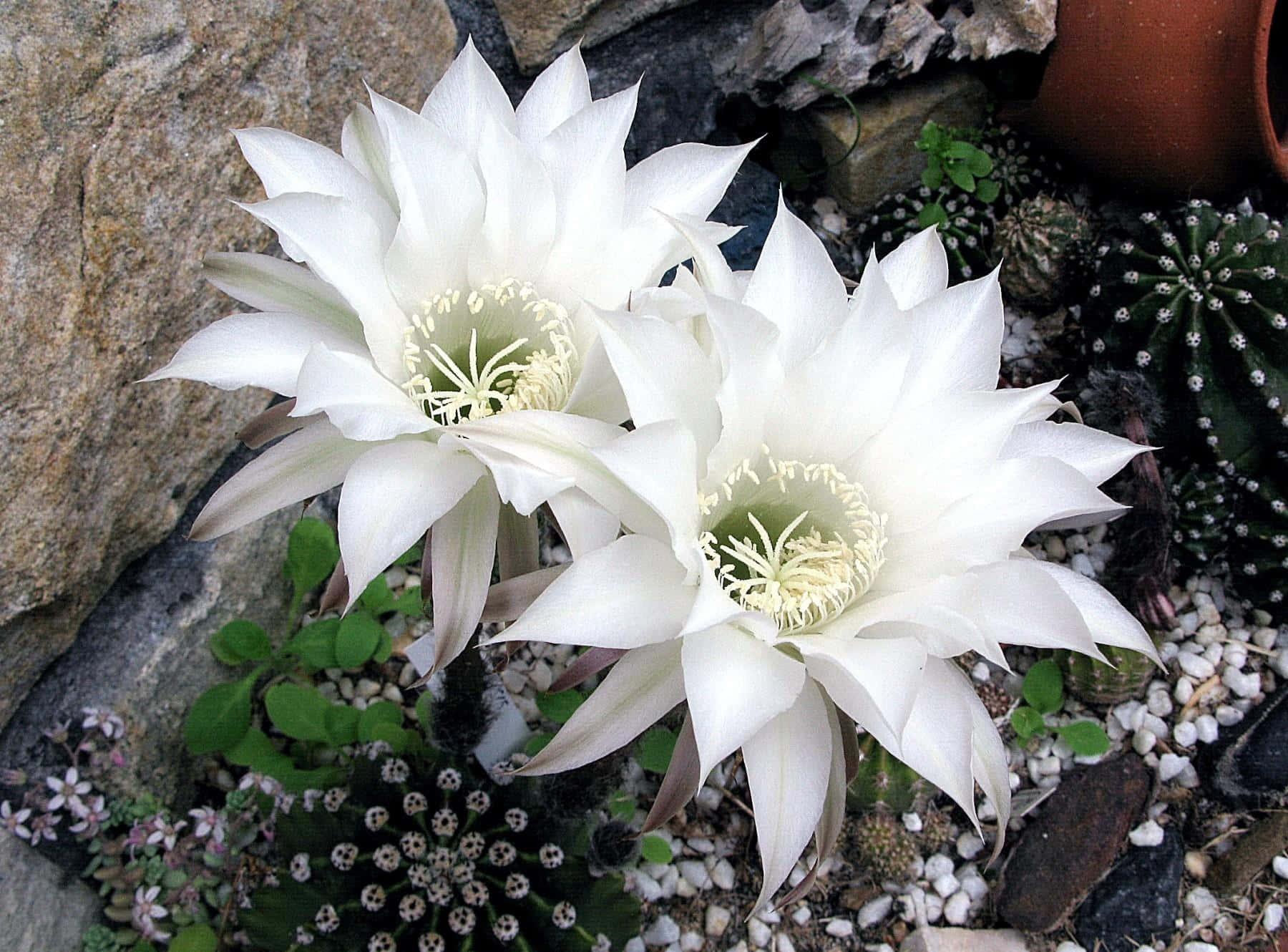 Echinopsis Subdenudata 仙人掌花 壁紙 — 兩朵純白嘅仙人掌花喺崎嶇嘅岩石同礫石背景下鮮豔綻放。