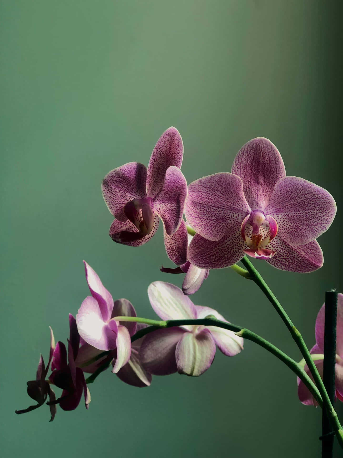  壁紙 — 優雅的紫色蘭花在柔和的綠色背景下，在寧靜的攝影棚環境中優雅綻放。