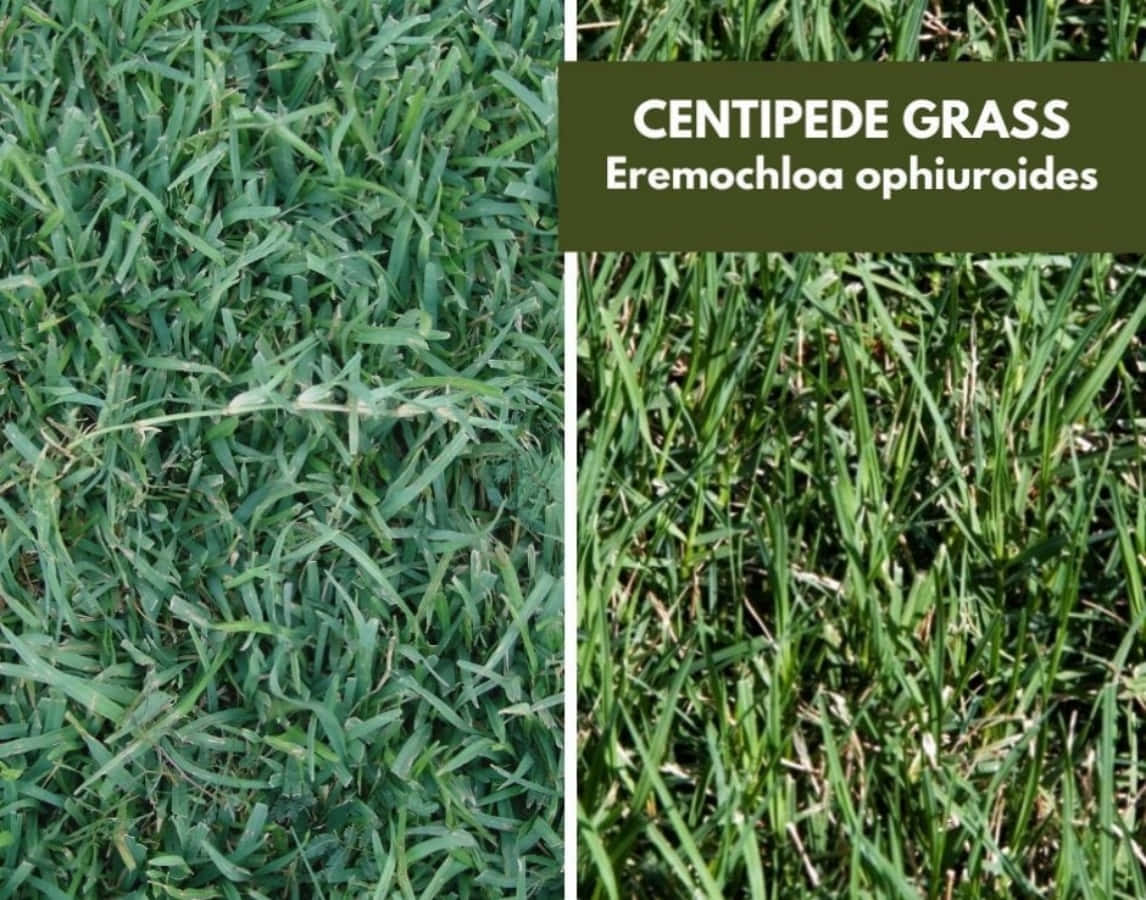 蜈蚣草（Eremochloa ophiuroides）識別圖 壁紙 — 鮮綠色蜈蚣草葉片的特寫，具有細緻紋理和自然陽光高光。