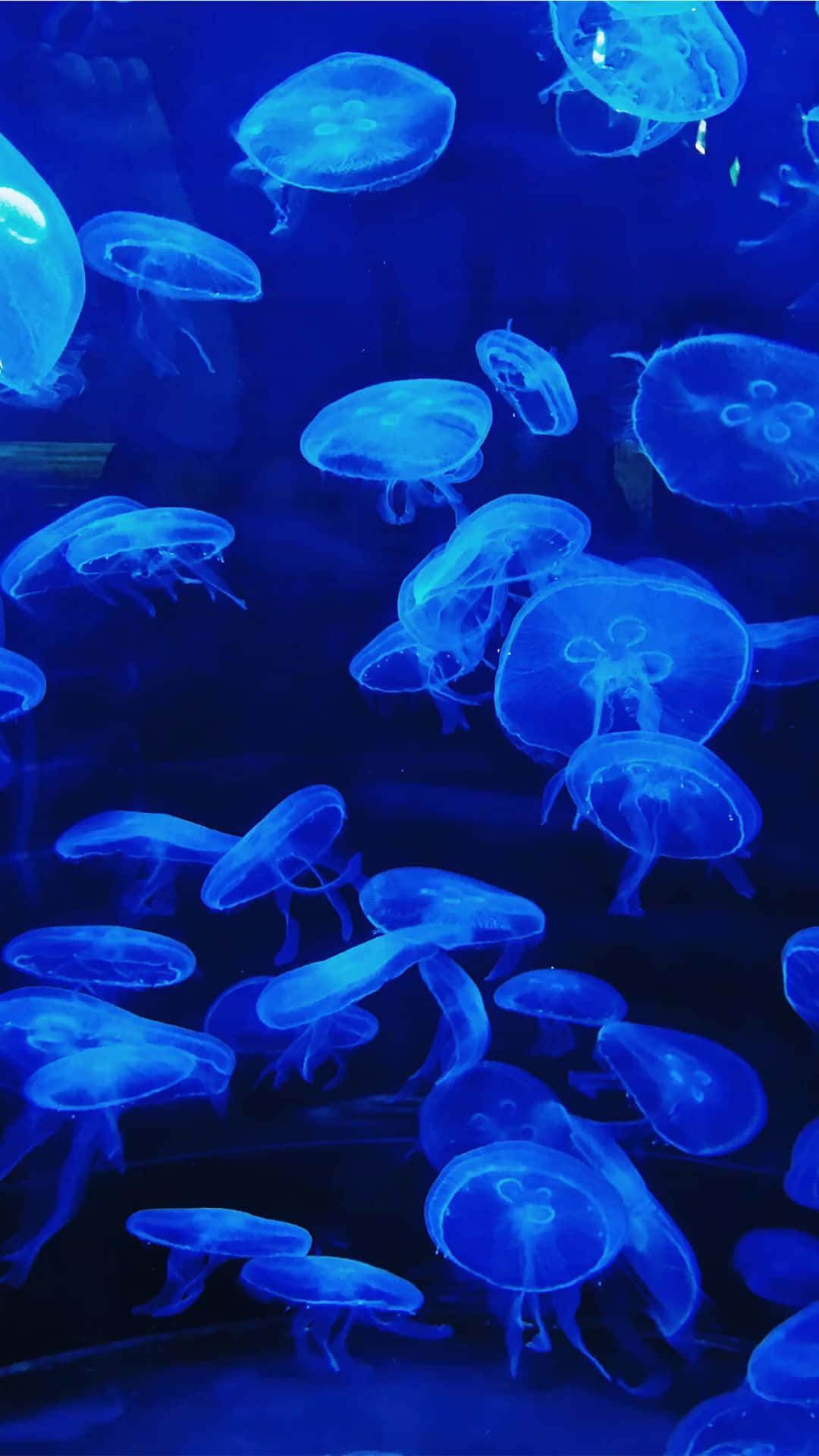  壁紙 — 發光藍色水母在人造燈光下優雅地漂浮在深海缸中。