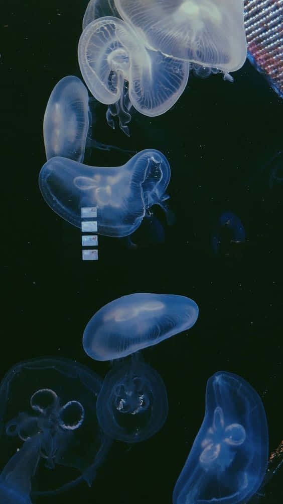  壁紙 — 發光的半透明水母在深暗的水中優雅地漂浮，透過它們鐘形的身體可以看到微弱的燈光圖案。