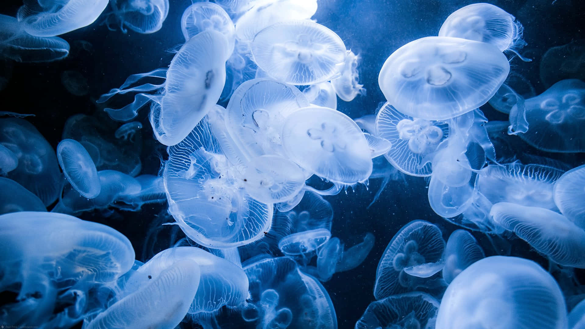  壁紙 — 發光的半透明水母在深藍色海水中優雅地漂浮。