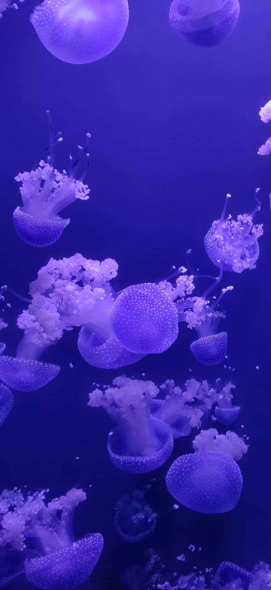  壁紙 — 發光的紫色水母在深藍色海水中優雅地漂浮，構成迷人的海底場景。