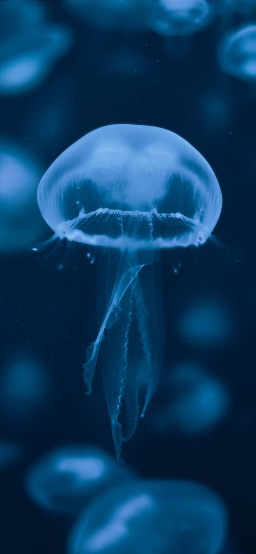  壁紙 — 一隻發光半透明水母在深藍色海水中寧靜地漂浮，背景帶有柔和散景效果。