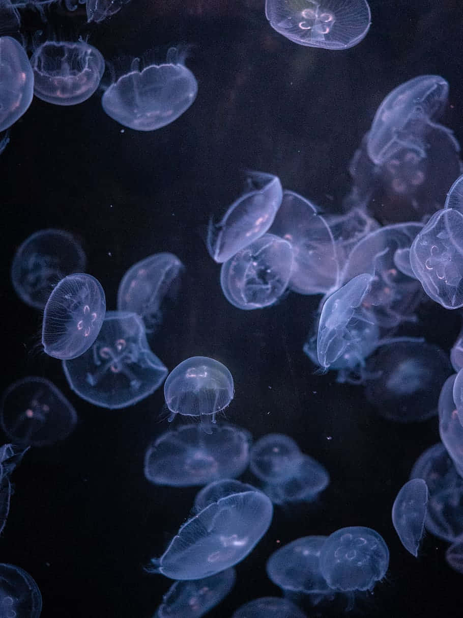 壁紙 — 發光的半透明水母在深海黑暗中優雅地漂浮，散發著柔和的藍色生物螢光。