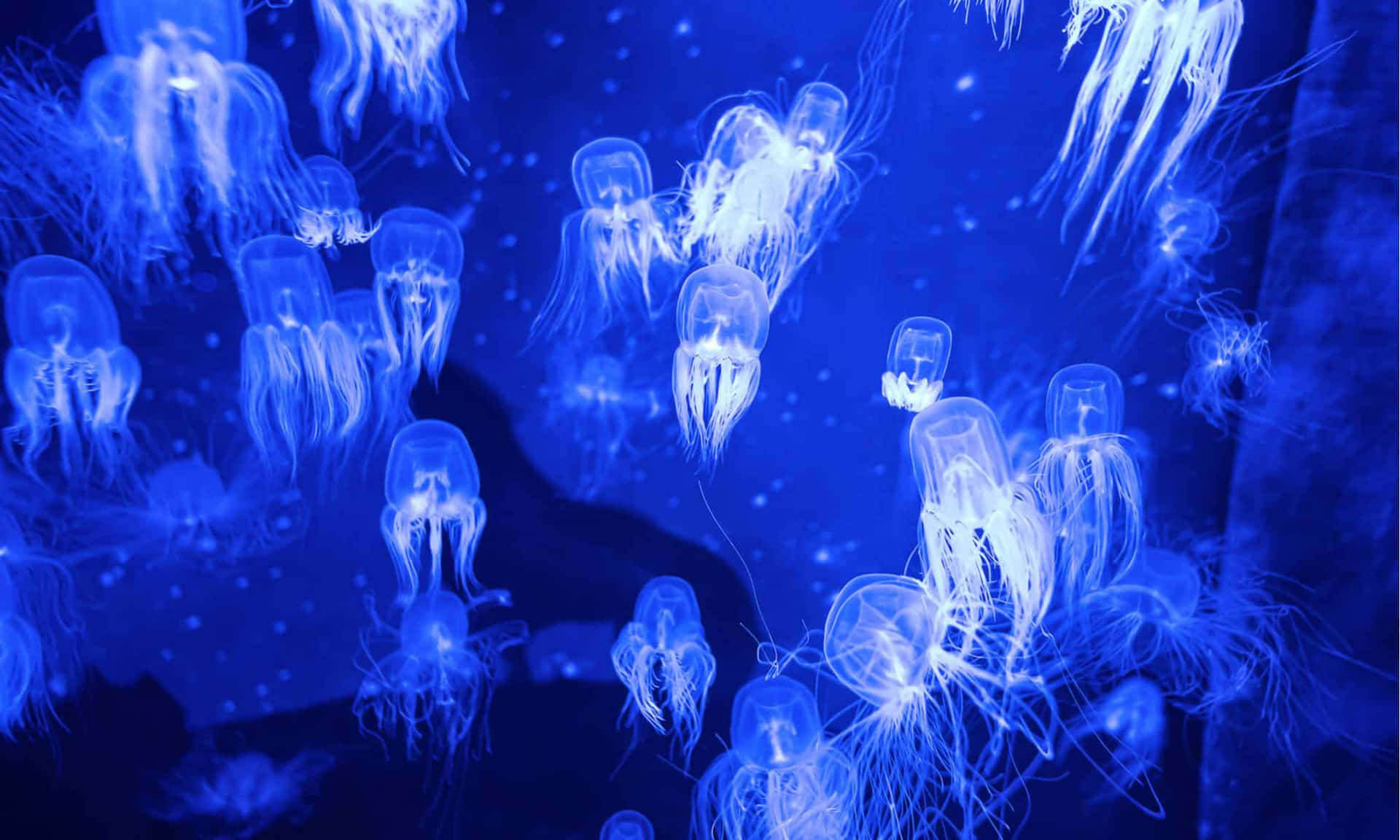  壁紙 — 發光的水母在深藍色海水裏優雅地漂浮，被柔和嘅生物發光照射住。