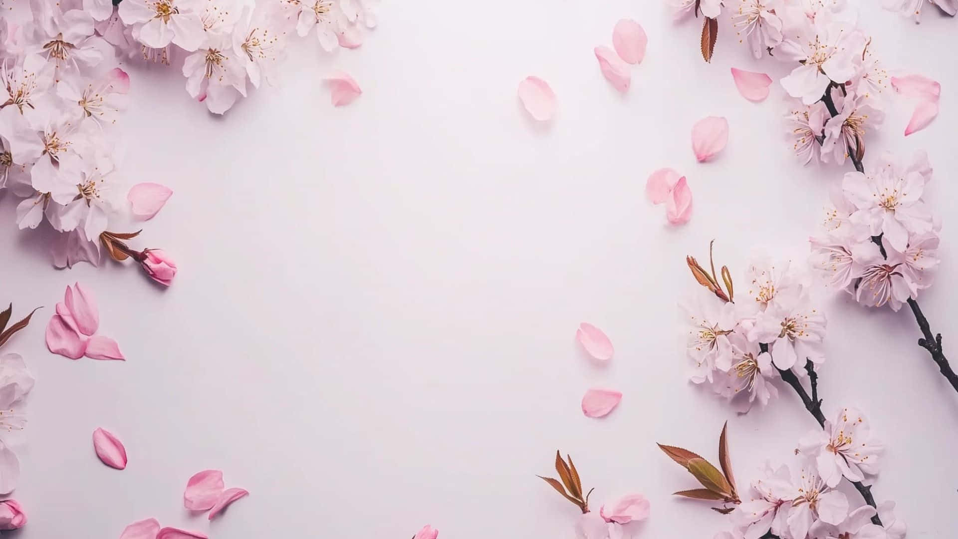  壁紙 — 粉紅色的櫻花和花瓣在精緻的春天佈置中框住柔和的白色背景。