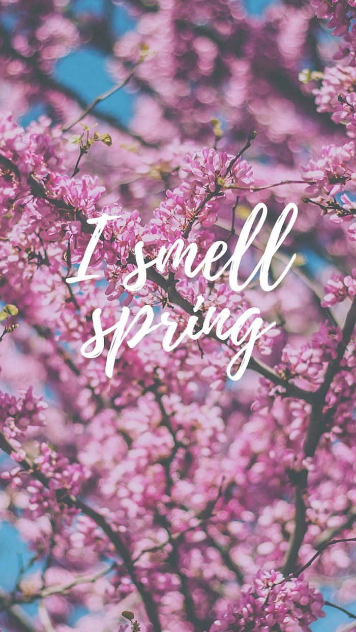 粉紅色的櫻花與藍天下的I smell spring文字。